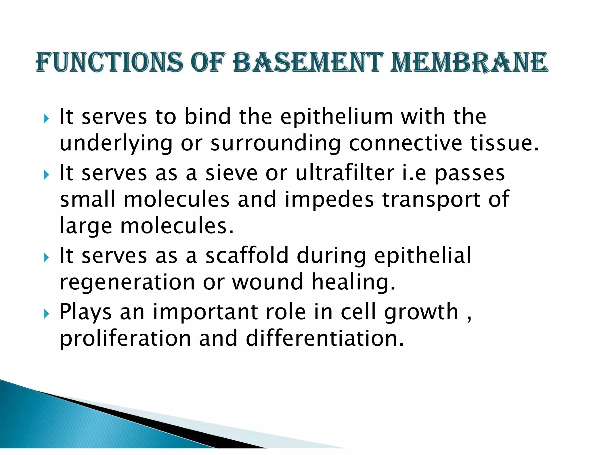  It serves to bind the epithelium with the
underlying or surrounding connective tissue.
 It serves as a sieve or ultrafilter i.e passes
small molecules and impedes transport of
large molecules.
 It serves as a scaffold during epithelial
regeneration or wound healing.
 Plays an important role in cell growth ,
proliferation and differentiation.
 