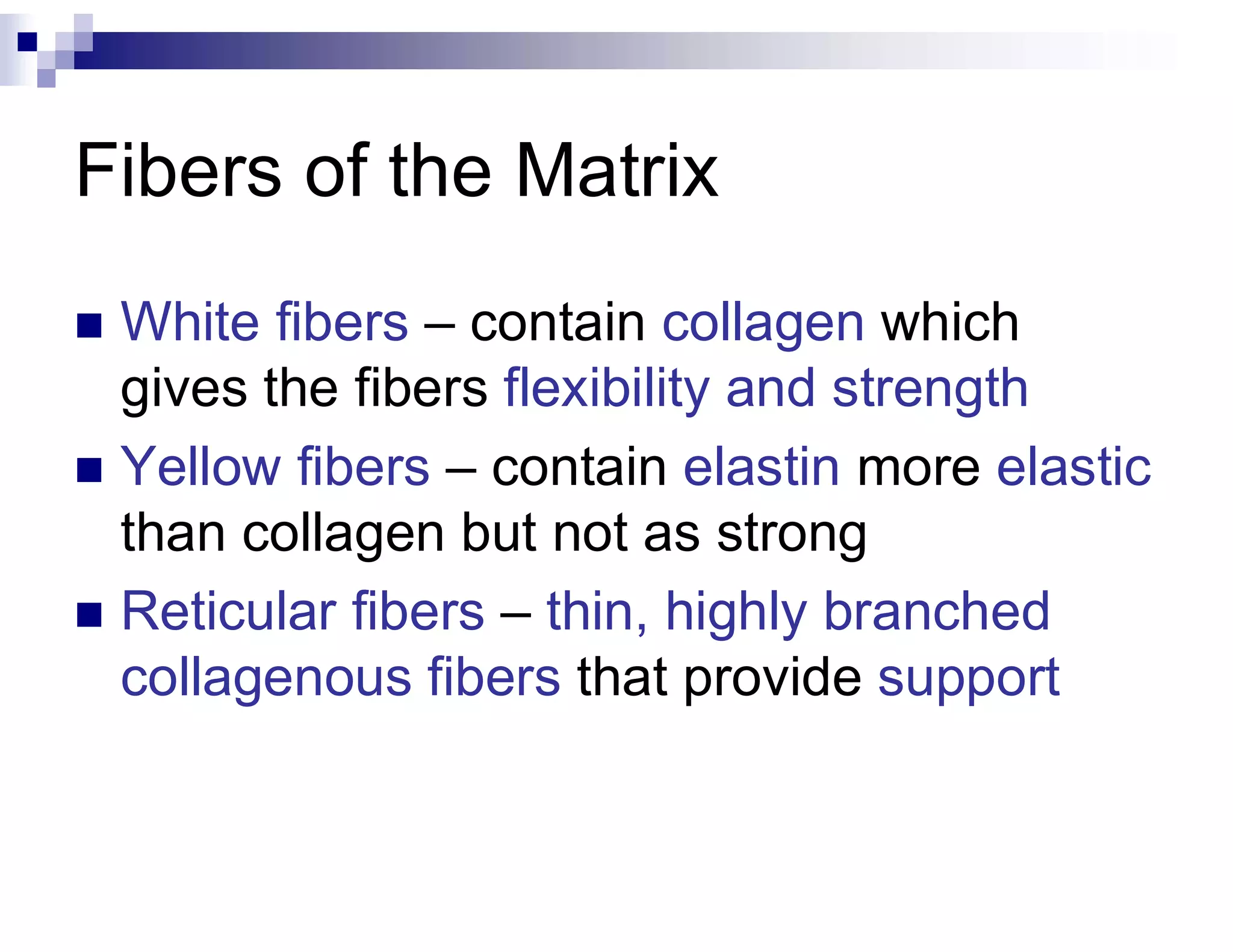 Fibers of the Matrix
 White fibers – contain collagen which
gives the fibers flexibility and strength
 Yellow fibers – contain elastin more elastic
than collagen but not as strong
 Reticular fibers – thin, highly branched
collagenous fibers that provide support
 