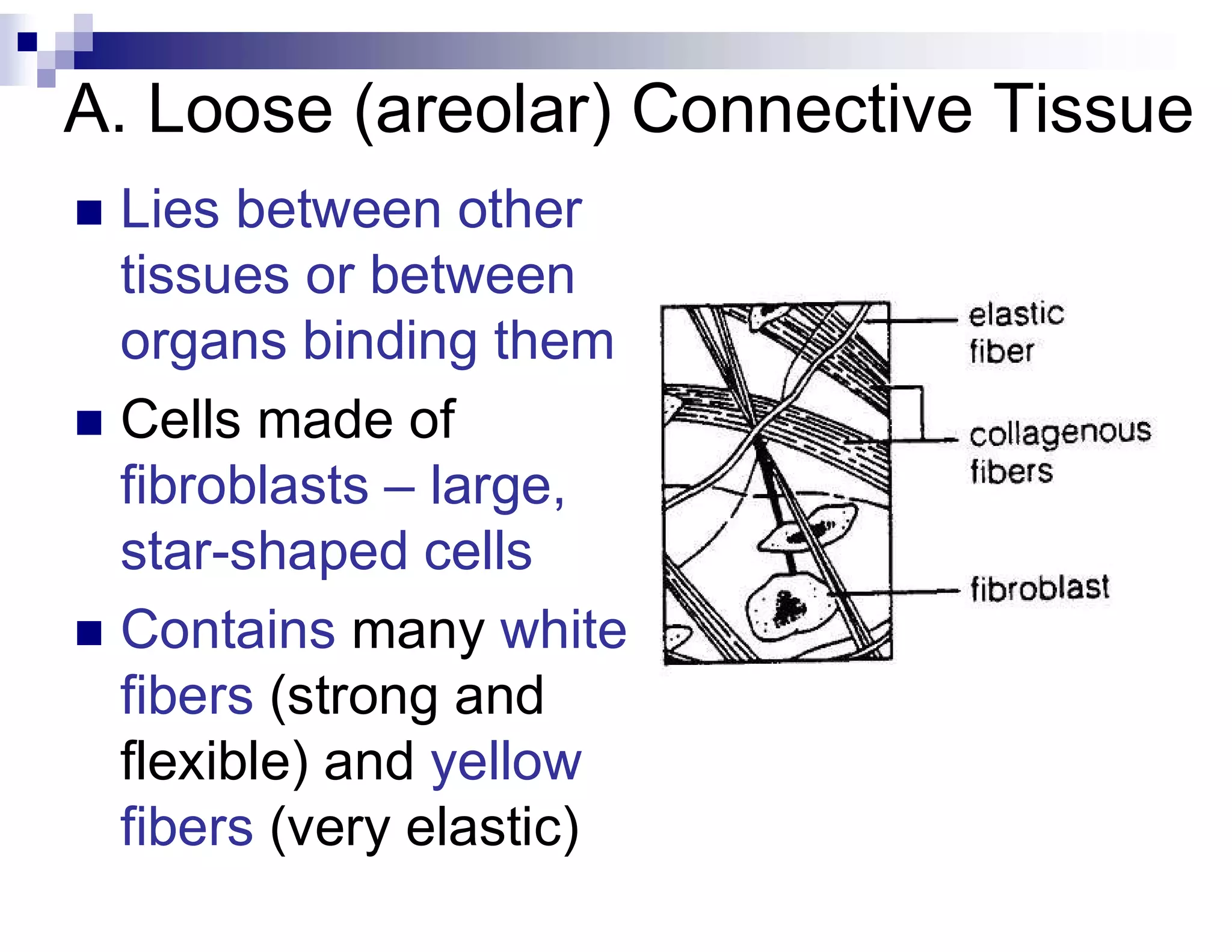 A. Loose (areolar) Connective Tissue
 Lies between other
tissues or between
organs binding them
 Cells made of
fibroblasts – large,
star-shaped cells
 Contains many white
fibers (strong and
flexible) and yellow
fibers (very elastic)
 