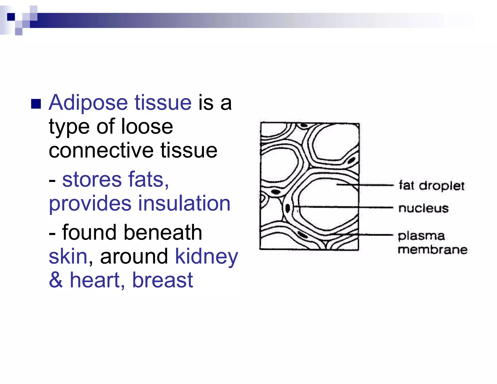  Adipose tissue is a
type of loose
connective tissue
- stores fats,
provides insulation
- found beneath
skin, around kidney
& heart, breast
 