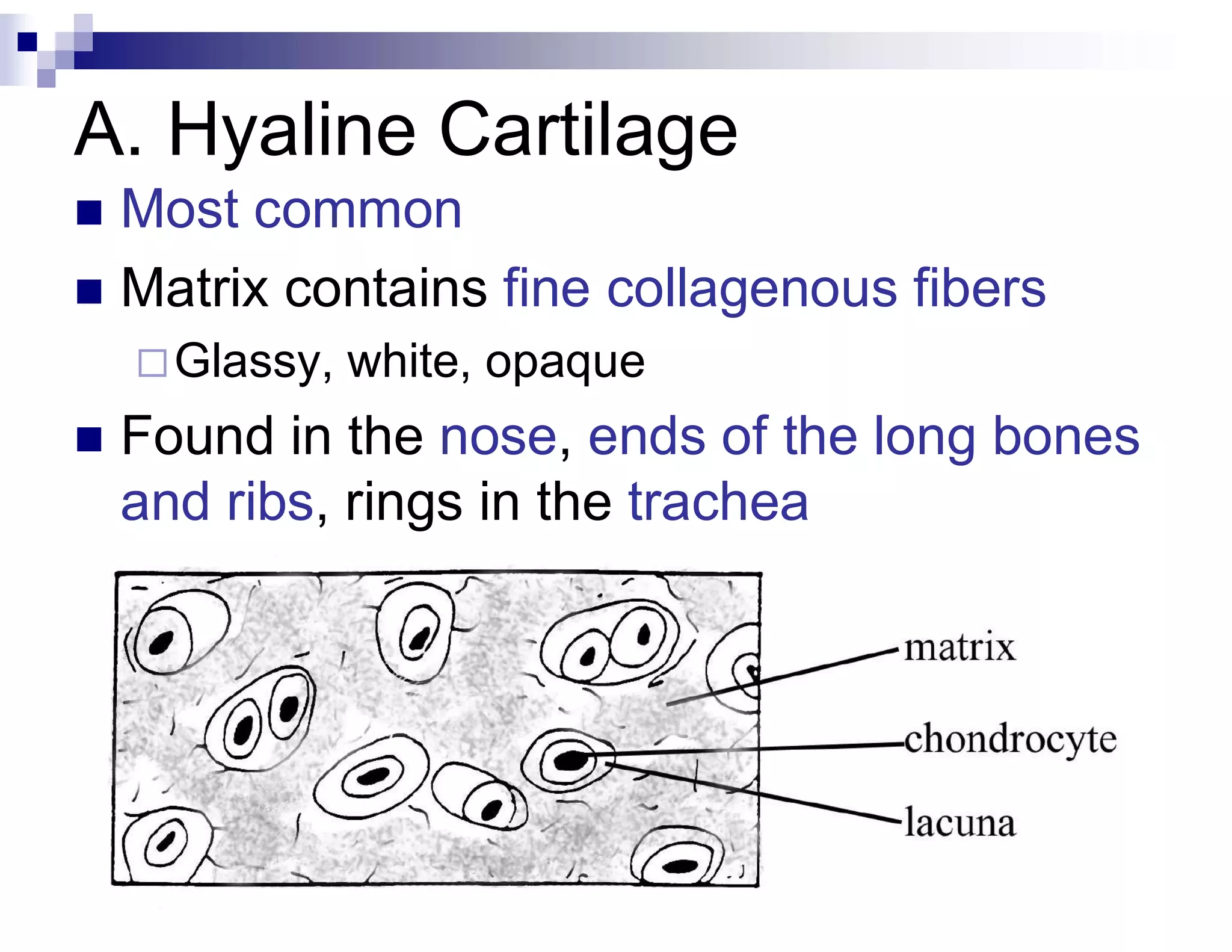 A. Hyaline Cartilage
 Most common
 Matrix contains fine collagenous fibers
Glassy, white, opaque
 Found in the nose, ends of the long bones
and ribs, rings in the trachea
 
