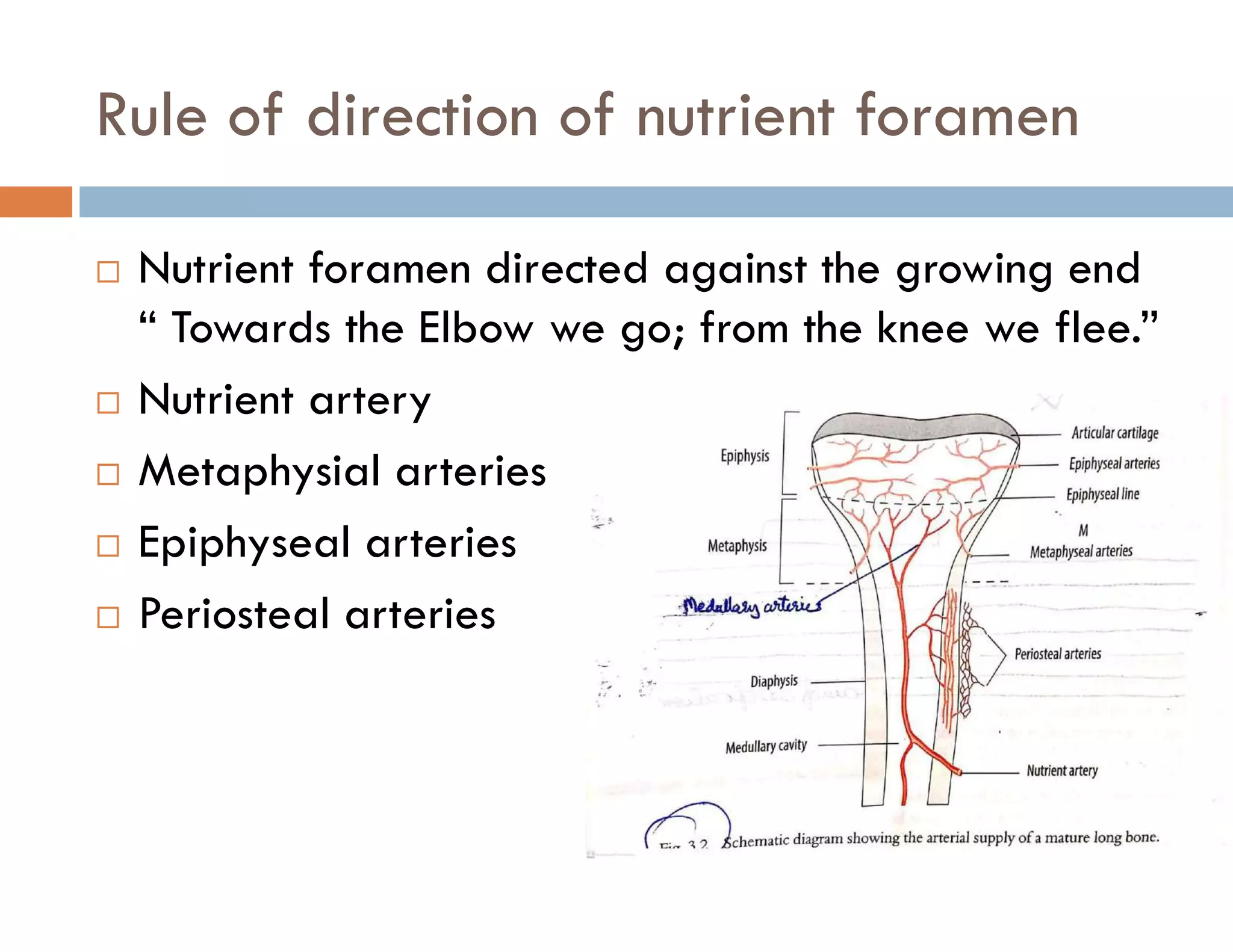 Rule of direction of nutrient foramen
 Nutrient foramen directed against the growing end
“ Towards the Elbow we go; from the knee we flee.”
 Nutrient artery
 Metaphysial arteries
 Epiphyseal arteries
 Periosteal arteries
 
