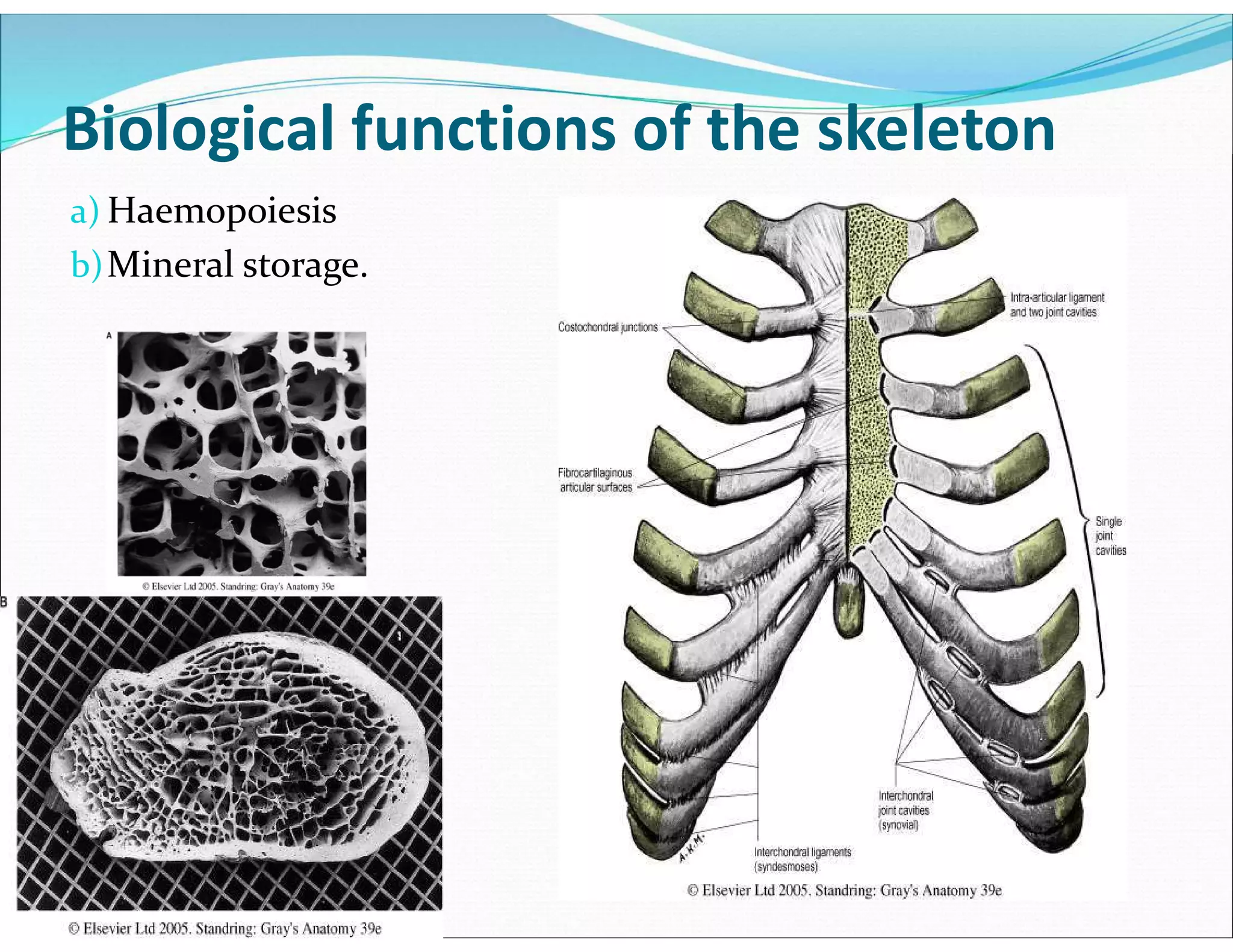 Biological functions of the skeleton
a) Haemopoiesis
b)Mineral storage.
 