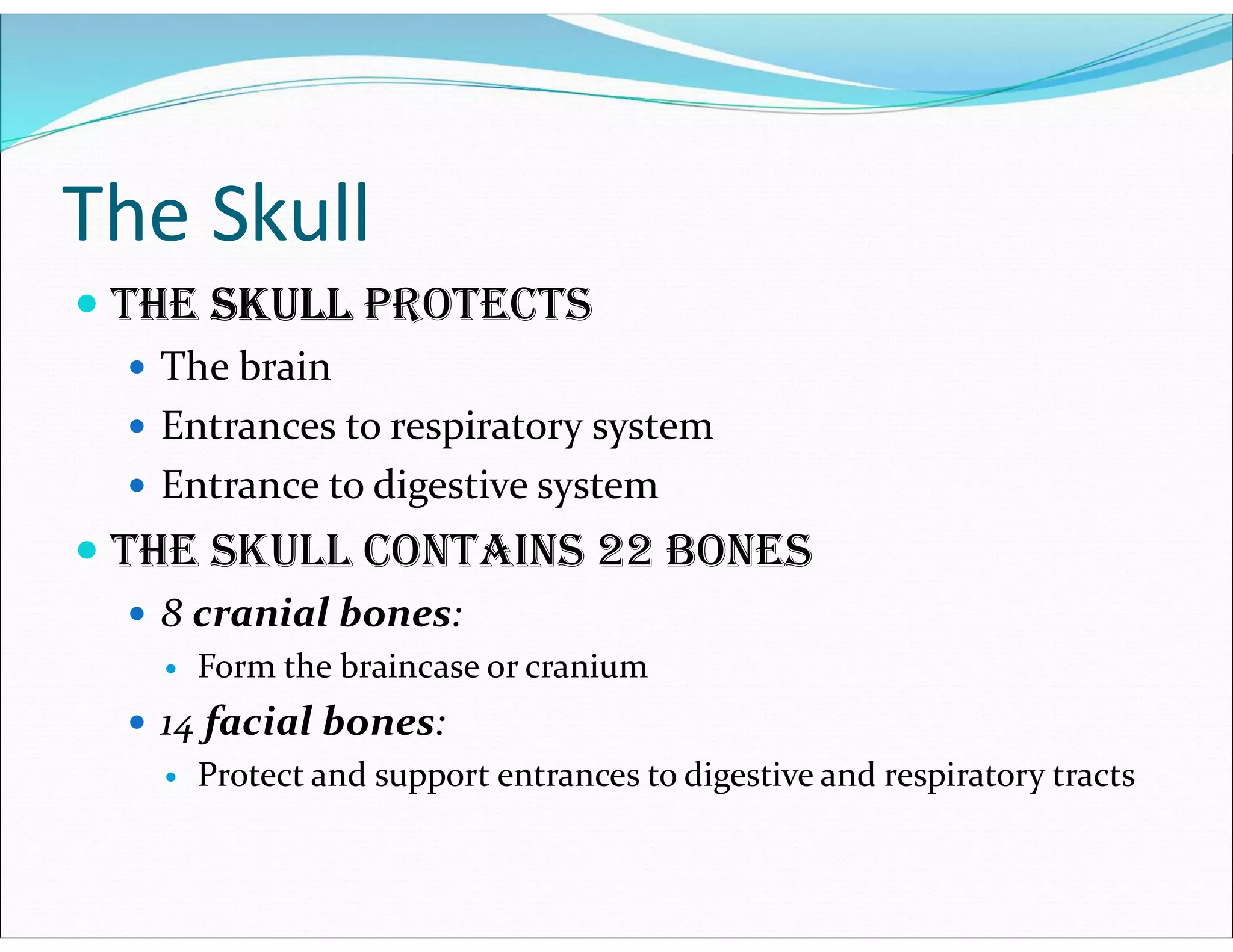The Skull
 The skull proTeCTs
 The brain
 Entrances to respiratory system
 Entrance to digestive system
 The skull ConTAins 22 Bones
 8 cranial bones:
 Form the braincase or cranium
 14 facial bones:
 Protect and support entrances to digestive and respiratory tracts
 