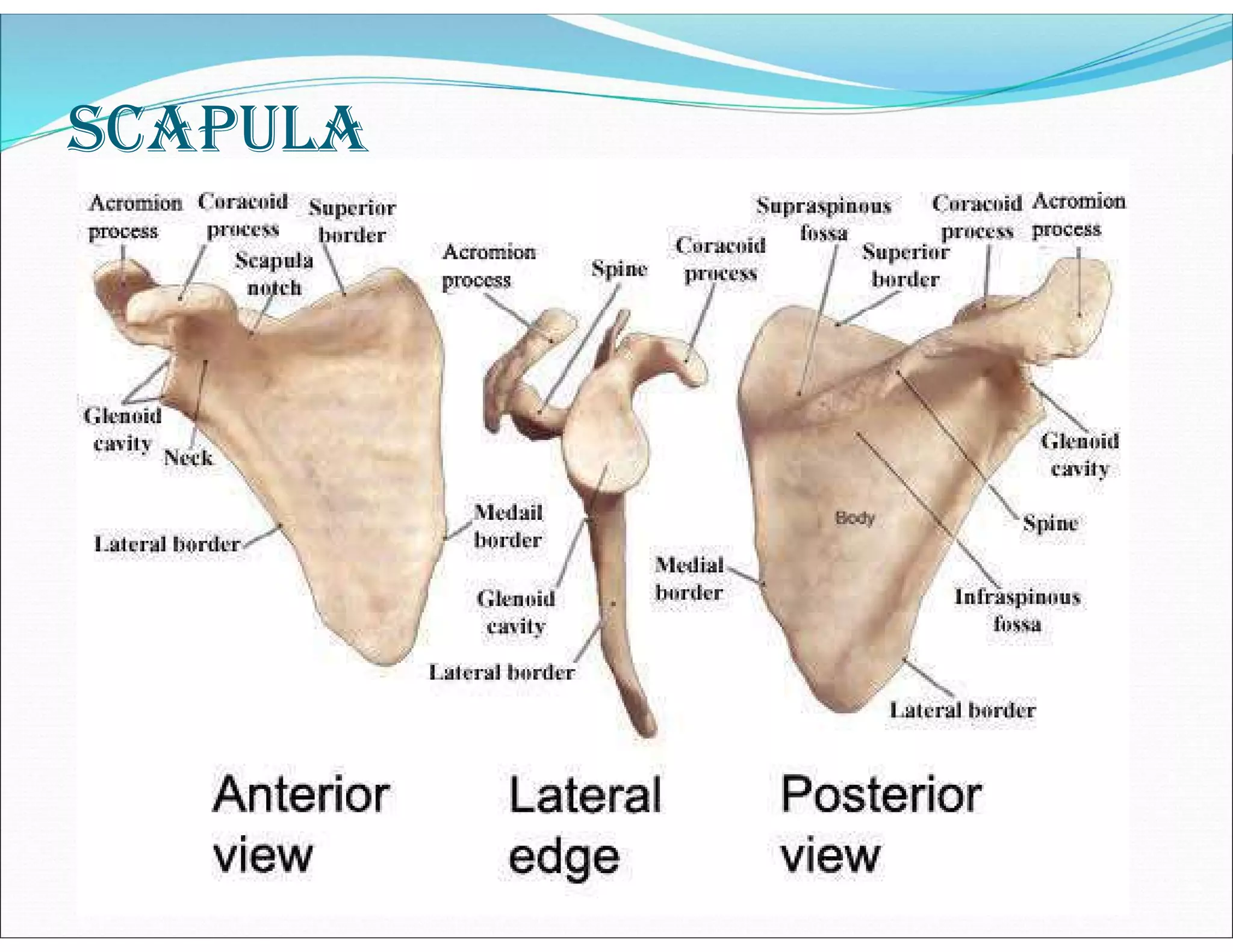 sCApulA
 