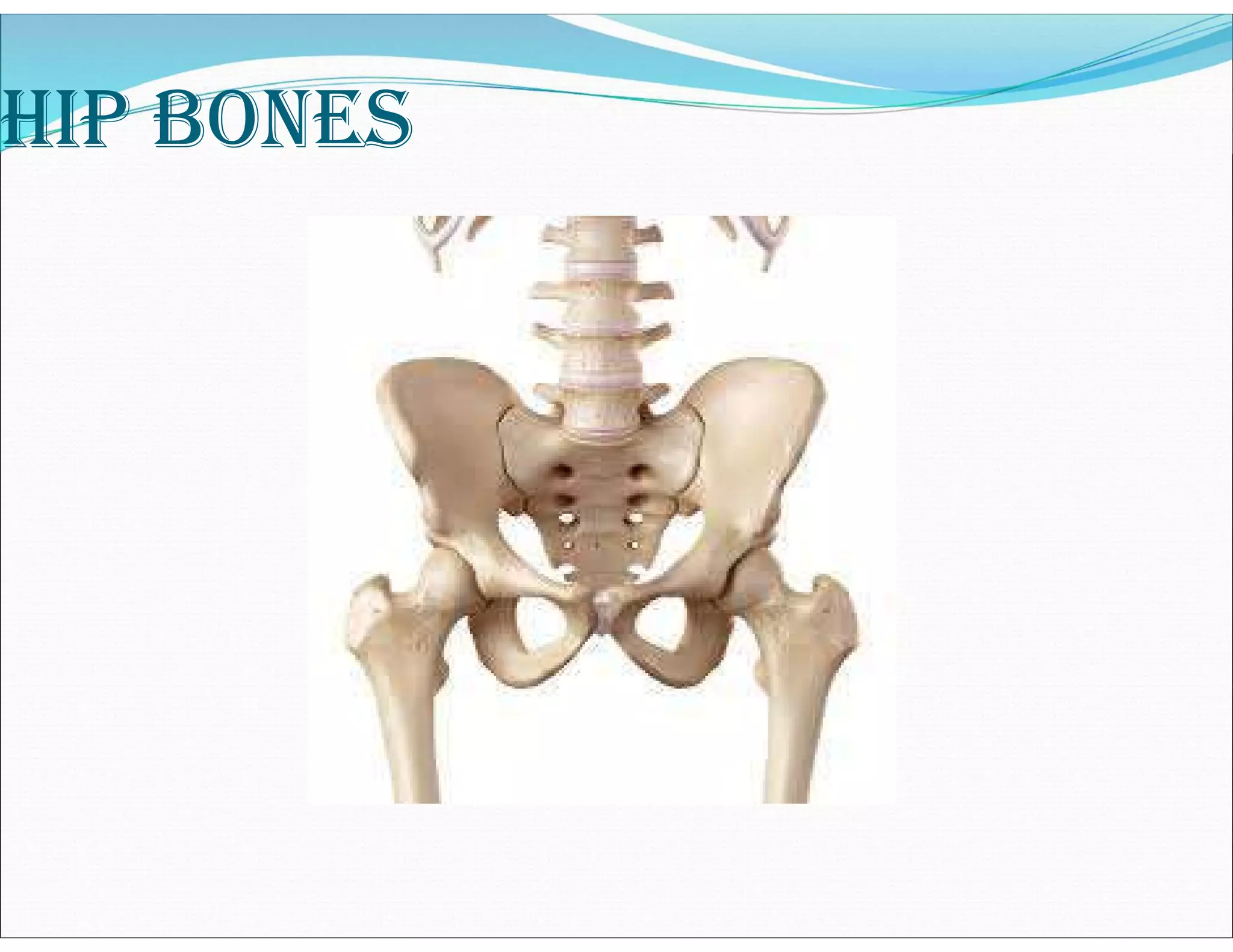hip Bones
 