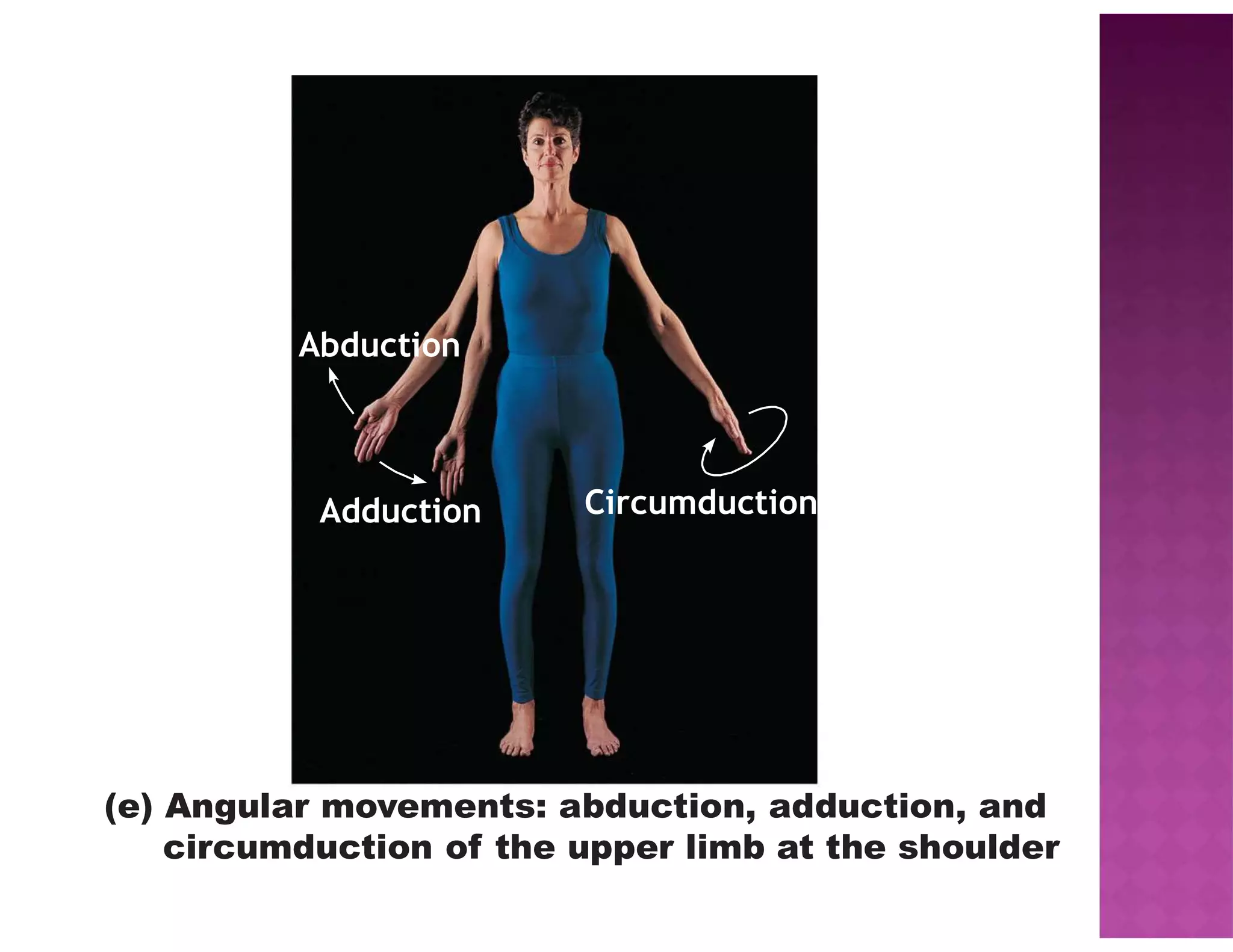 Abduction
Adduction
(e) Angular movements: abduction, adduction, and
circumduction of the upper limb at the shoulder
Circumduction
 