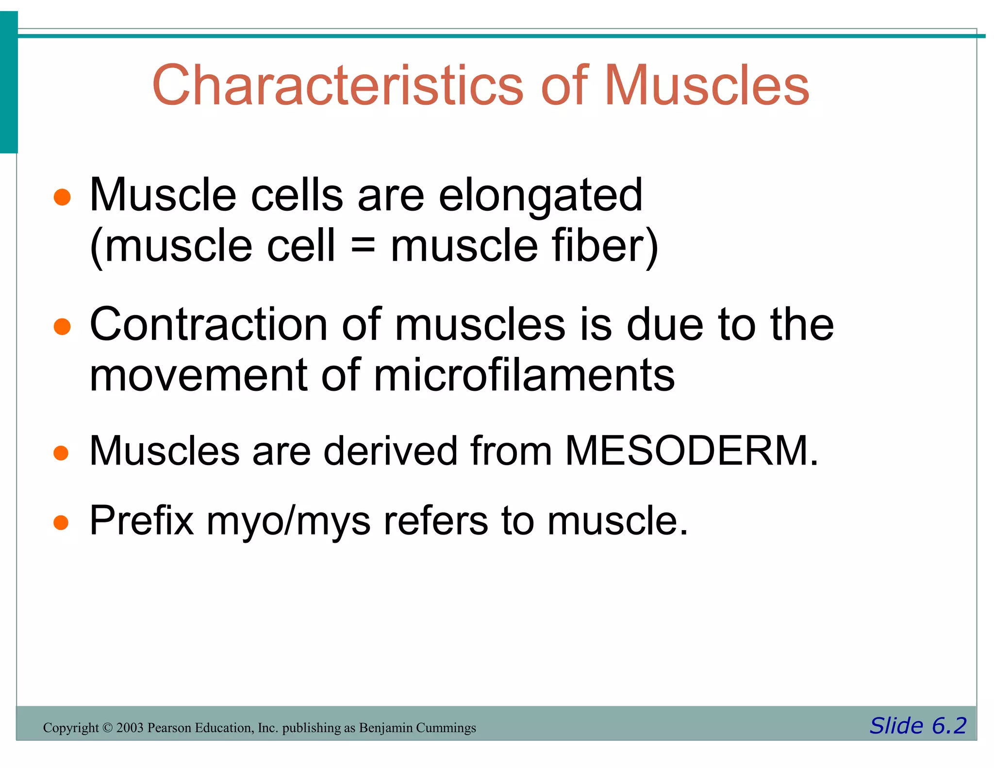 Characteristics of Muscles
Slide 6.2
Copyright © 2003 Pearson Education, Inc. publishing as Benjamin Cummings
 Muscle cells are elongated
(muscle cell = muscle fiber)
 Contraction of muscles is due to the
movement of microfilaments
 Muscles are derived from MESODERM.
 Prefix myo/mys refers to muscle.
 