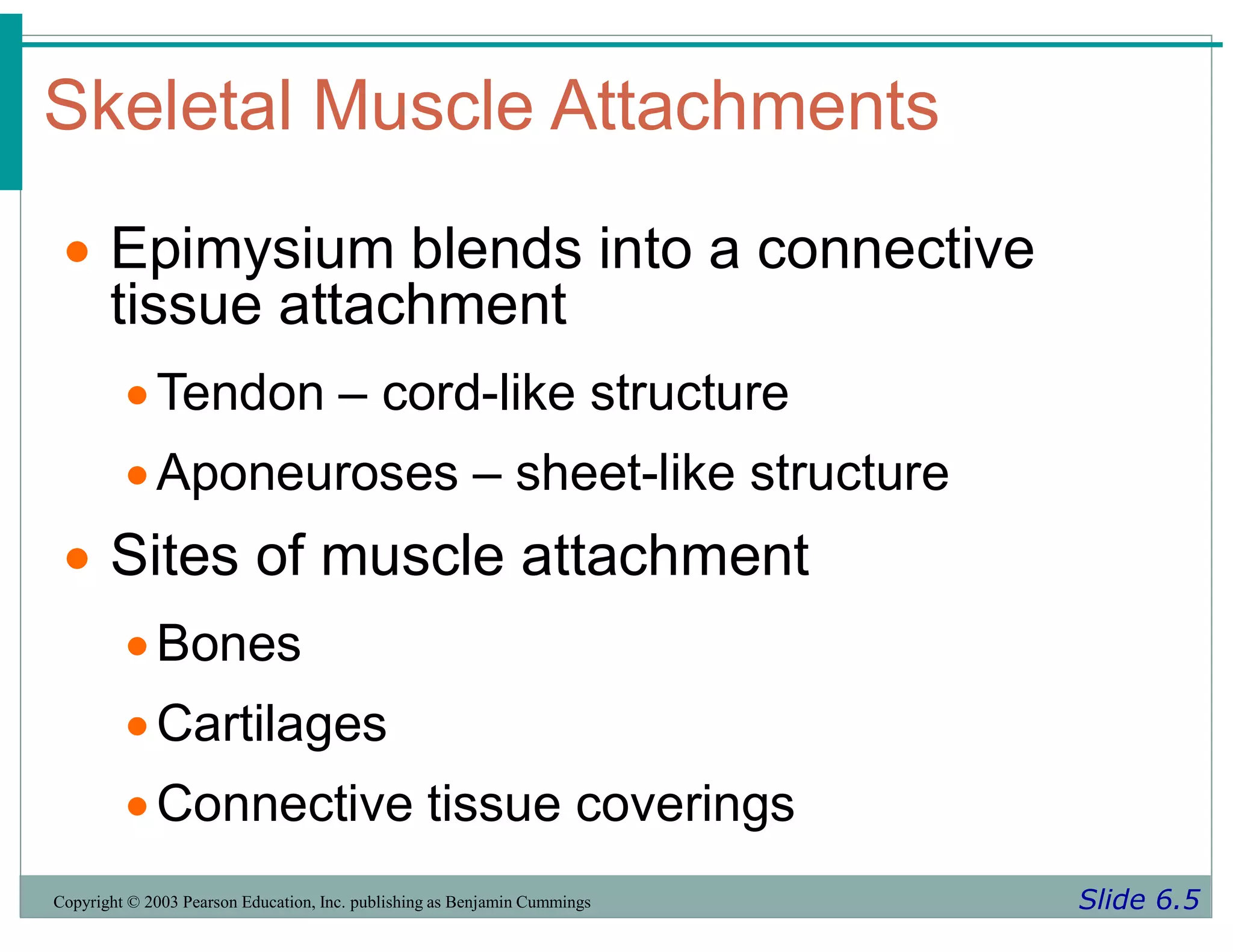 Skeletal Muscle Attachments
Slide 6.5
Copyright © 2003 Pearson Education, Inc. publishing as Benjamin Cummings
 Epimysium blends into a connective
tissue attachment
Tendon – cord-like structure
Aponeuroses – sheet-like structure
 Sites of muscle attachment
Bones
Cartilages
Connective tissue coverings
 