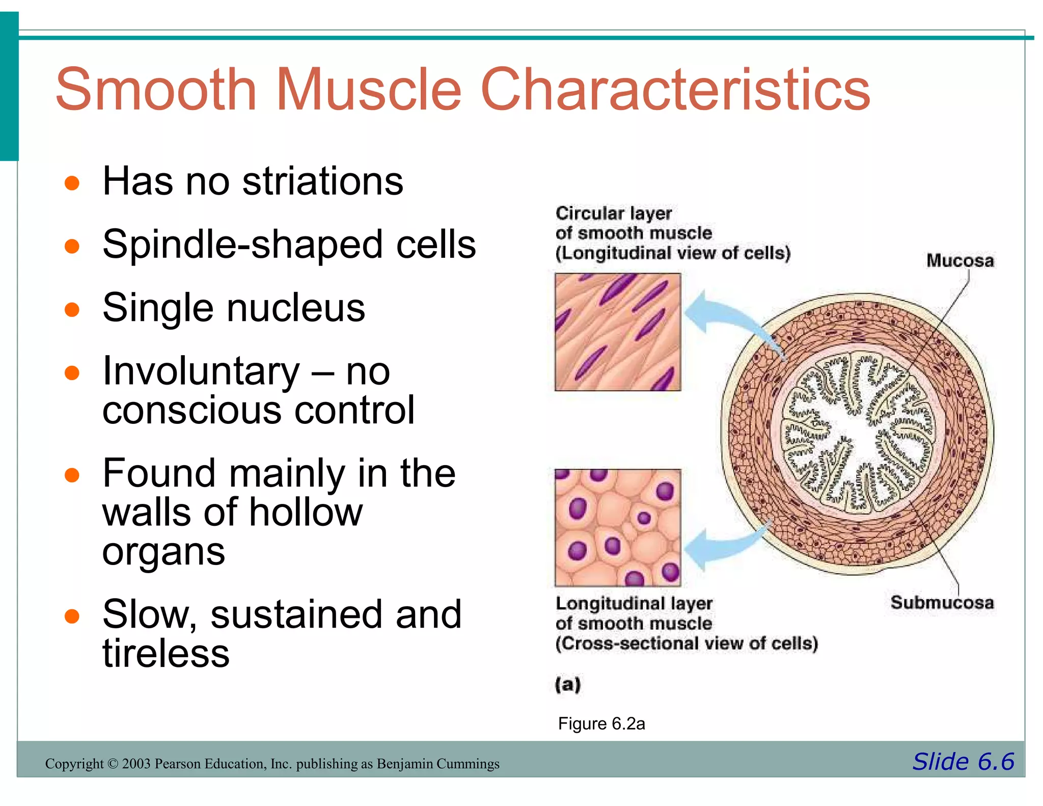 Smooth Muscle Characteristics
Slide 6.6
Copyright © 2003 Pearson Education, Inc. publishing as Benjamin Cummings
 Has no striations
 Spindle-shaped cells
 Single nucleus
 Involuntary – no
conscious control
 Found mainly in the
walls of hollow
organs
 Slow, sustained and
tireless
Figure 6.2a
 