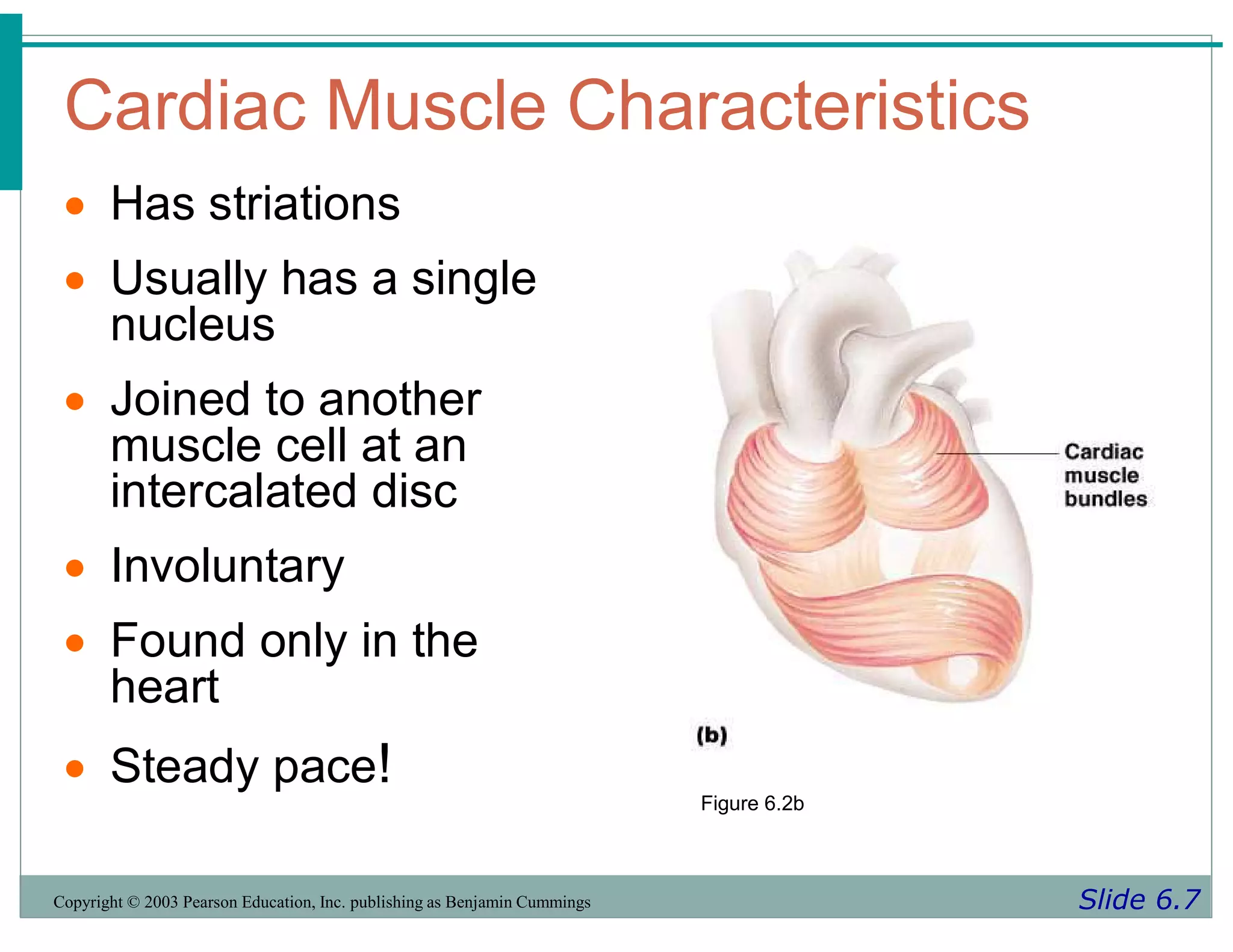 Cardiac Muscle Characteristics
Slide 6.7
Copyright © 2003 Pearson Education, Inc. publishing as Benjamin Cummings
 Has striations
 Usually has a single
nucleus
 Joined to another
muscle cell at an
intercalated disc
 Involuntary
 Found only in the
heart
 Steady pace!
Figure 6.2b
 