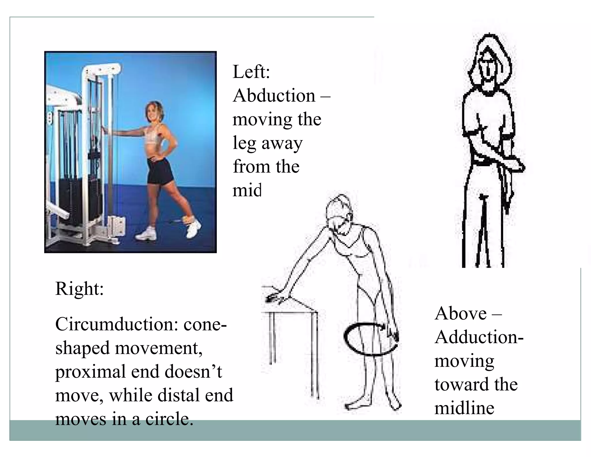 Left:
Abduction –
moving the
leg away
from the
midline
Above –
Adduction-
moving
toward the
midline
Right:
Circumduction: cone-
shaped movement,
proximal end doesn’t
move, while distal end
moves in a circle.
 