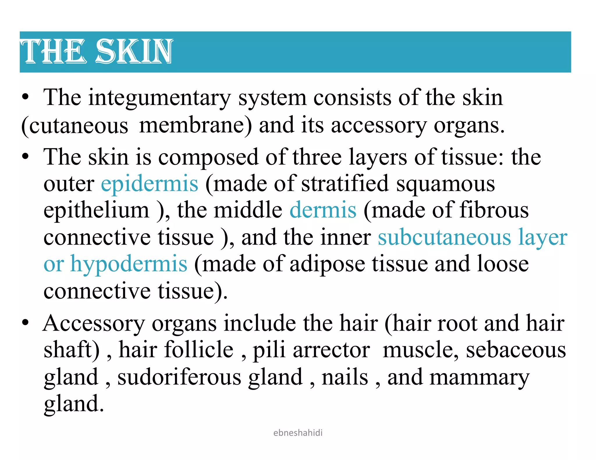 the sKin
• The integumentary system consists of the skin
(cutaneous membrane) and its accessory organs.
• The skin is composed of three layers of tissue: the
outer epidermis (made of stratified squamous
epithelium ), the middle dermis (made of fibrous
connective tissue ), and the inner subcutaneous layer
or hypodermis (made of adipose tissue and loose
connective tissue).
• Accessory organs include the hair (hair root and hair
shaft) , hair follicle , pili arrector muscle, sebaceous
gland , sudoriferous gland , nails , and mammary
gland.
ebneshahidi
 