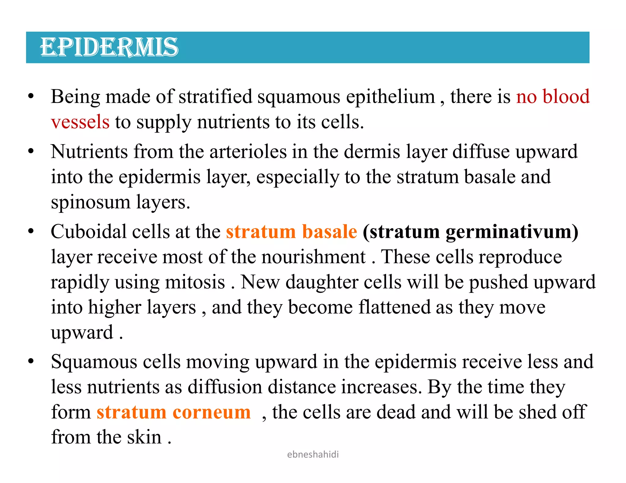 ePiDermis
• Being made of stratified squamous epithelium , there is no blood
vessels to supply nutrients to its cells.
• Nutrients from the arterioles in the dermis layer diffuse upward
into the epidermis layer, especially to the stratum basale and
spinosum layers.
• Cuboidal cells at the stratum basale (stratum germinativum)
layer receive most of the nourishment . These cells reproduce
rapidly using mitosis . New daughter cells will be pushed upward
into higher layers , and they become flattened as they move
upward .
• Squamous cells moving upward in the epidermis receive less and
less nutrients as diffusion distance increases. By the time they
form stratum corneum , the cells are dead and will be shed off
from the skin .
ebneshahidi
 