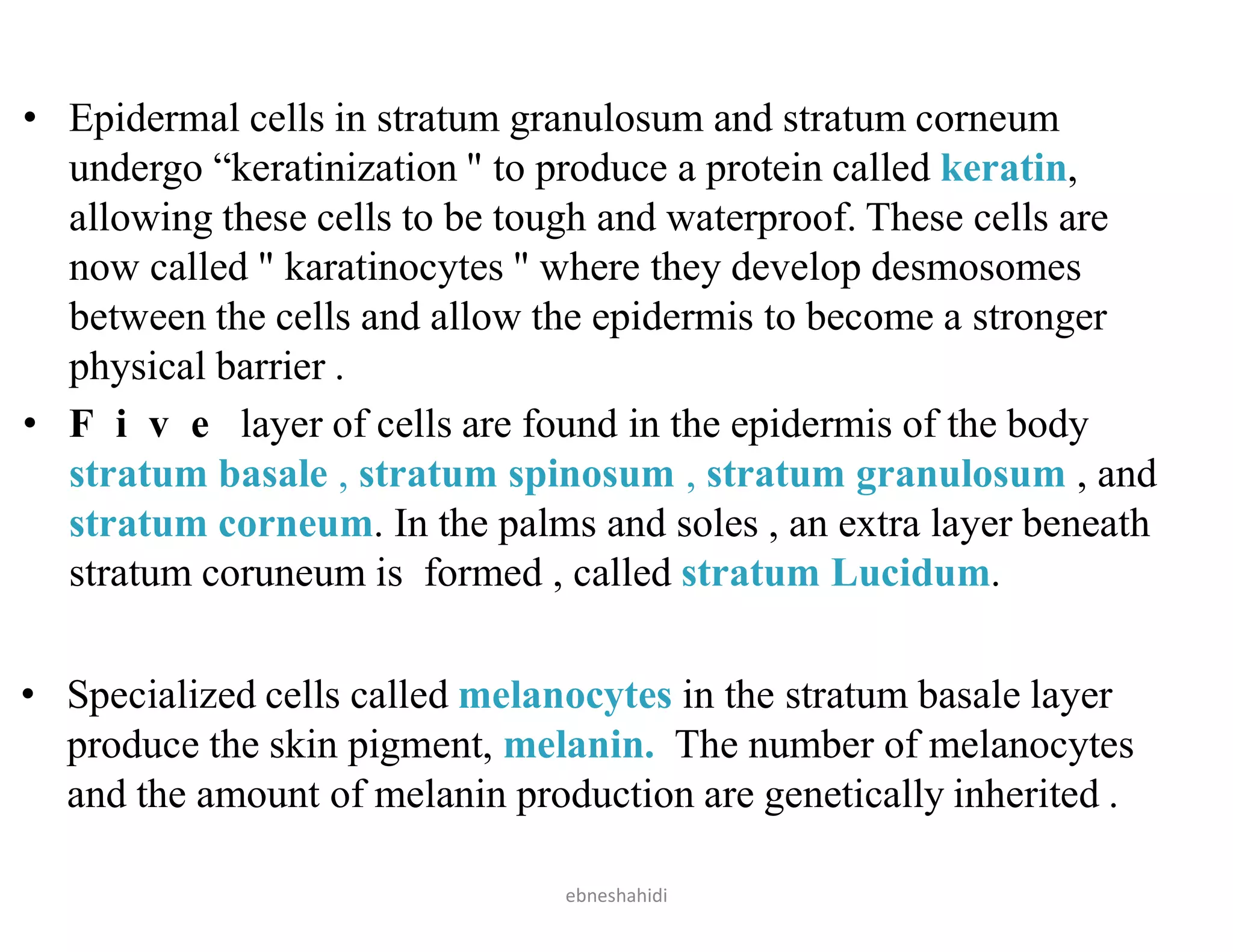 • Epidermal cells in stratum granulosum and stratum corneum
undergo “keratinization " to produce a protein called keratin,
allowing these cells to be tough and waterproof. These cells are
now called " karatinocytes " where they develop desmosomes
between the cells and allow the epidermis to become a stronger
physical barrier .
• F i v e layer of cells are found in the epidermis of the body
stratum basale , stratum spinosum , stratum granulosum , and
stratum corneum. In the palms and soles , an extra layer beneath
stratum coruneum is formed , called stratum Lucidum.
• Specialized cells called melanocytes in the stratum basale layer
produce the skin pigment, melanin. The number of melanocytes
and the amount of melanin production are genetically inherited .
ebneshahidi
 