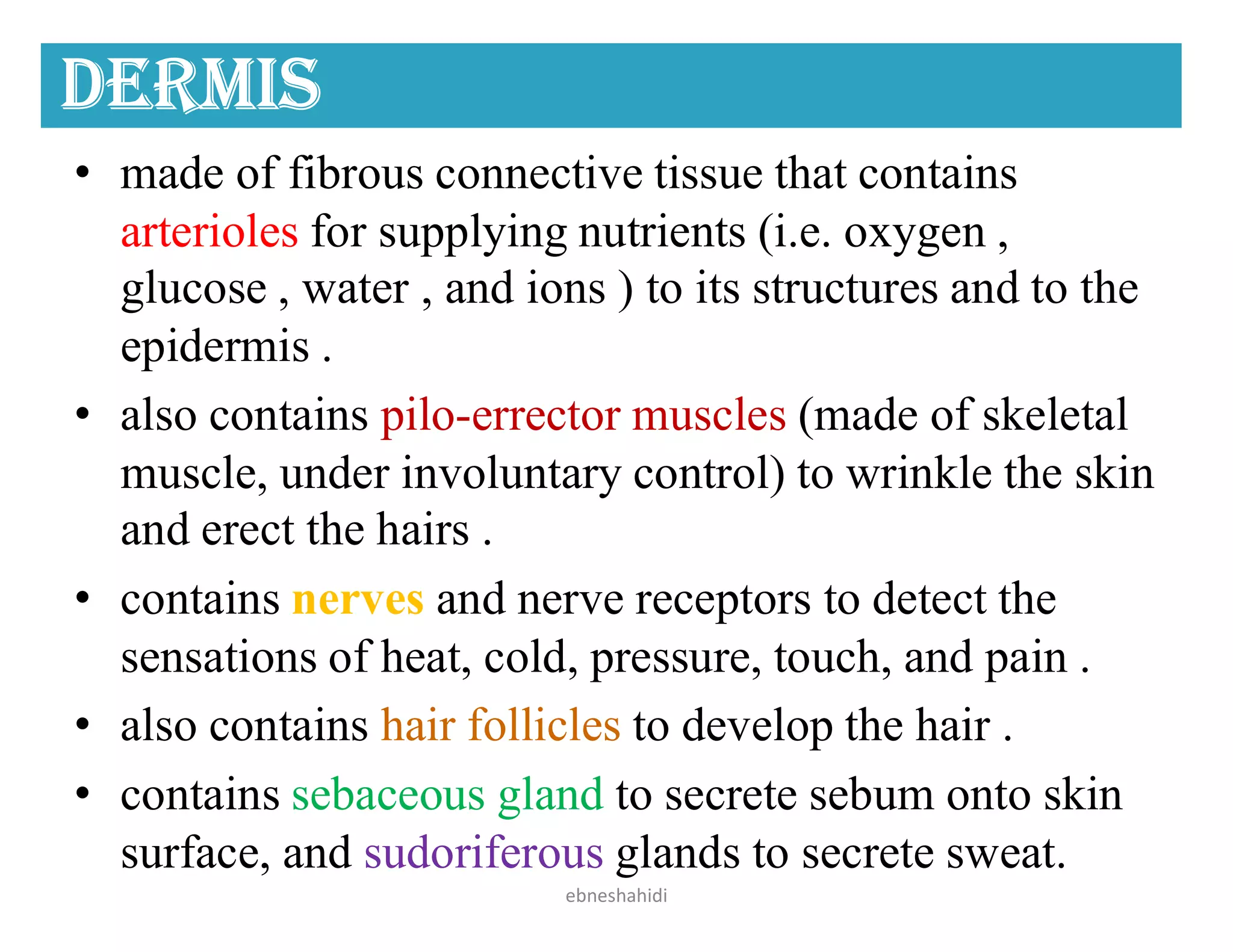 Dermis
• made of fibrous connective tissue that contains
arterioles for supplying nutrients (i.e. oxygen ,
glucose , water , and ions ) to its structures and to the
epidermis .
• also contains pilo-errector muscles (made of skeletal
muscle, under involuntary control) to wrinkle the skin
and erect the hairs .
• contains nerves and nerve receptors to detect the
sensations of heat, cold, pressure, touch, and pain .
• also contains hair follicles to develop the hair .
• contains sebaceous gland to secrete sebum onto skin
surface, and sudoriferous glands to secrete sweat.
ebneshahidi
 