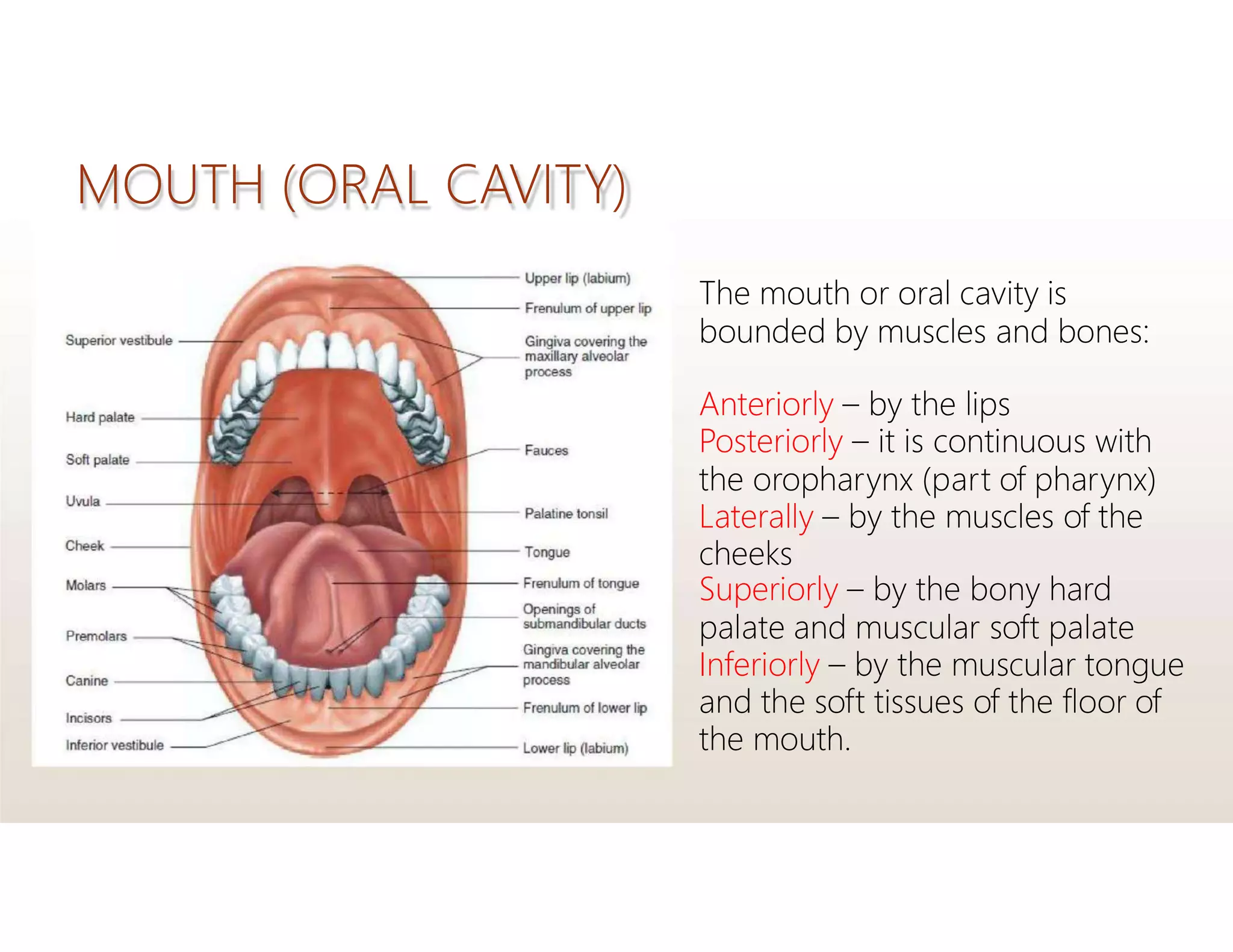 MOUTH (ORAL CAVITY)
The mouth or oral cavity is
bounded by muscles and bones:
Anteriorly – by the lips
Posteriorly – it is continuous with
the oropharynx (part of pharynx)
Laterally – by the muscles of the
cheeks
Superiorly – by the bony hard
palate and muscular soft palate
Inferiorly – by the muscular tongue
and the soft tissues of the floor of
the mouth.
 