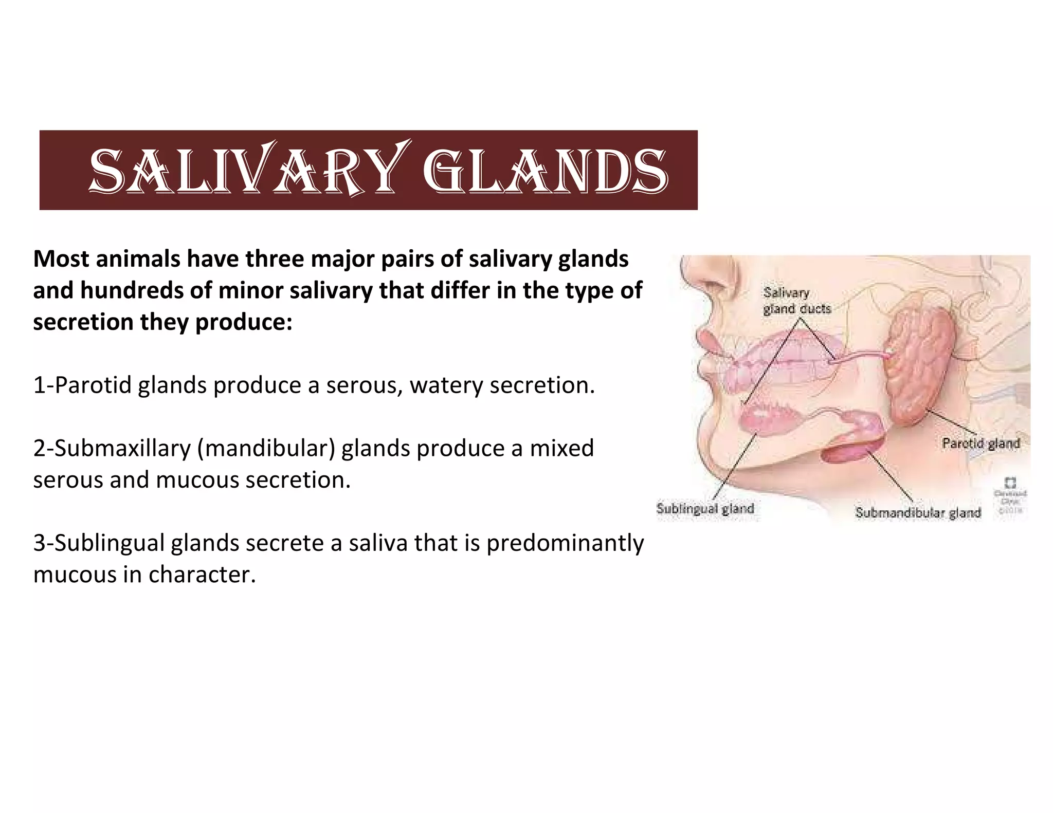 SAlIVAry GlAnDS
Most animals have three major pairs of salivary glands
and hundreds of minor salivary that differ in the type of
secretion they produce:
1-Parotid glands produce a serous, watery secretion.
2-Submaxillary (mandibular) glands produce a mixed
serous and mucous secretion.
3-Sublingual glands secrete a saliva that is predominantly
mucous in character.
 