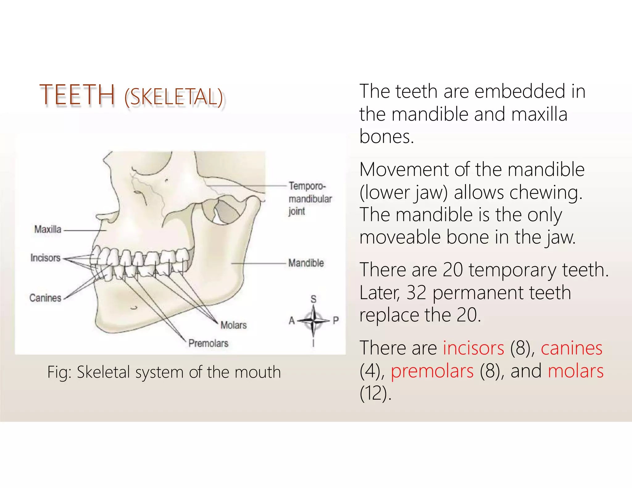 TEETH (SKELETAL) The teeth are embedded in
the mandible and maxilla
bones.
Movement of the mandible
(lower jaw) allows chewing.
The mandible is the only
moveable bone in the jaw.
There are 20 temporary teeth.
Later, 32 permanent teeth
replace the 20.
There are incisors (8), canines
(4), premolars (8), and molars
(12).
Fig: Skeletal system of the mouth
 