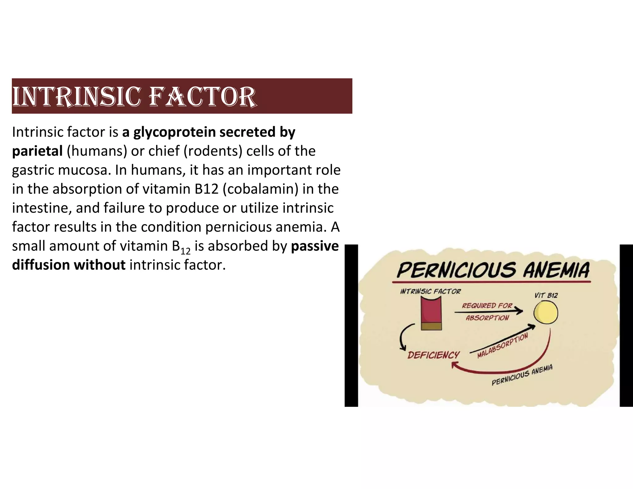 IntrInSIC fACtor
Intrinsic factor is a glycoprotein secreted by
parietal (humans) or chief (rodents) cells of the
gastric mucosa. In humans, it has an important role
in the absorption of vitamin B12 (cobalamin) in the
intestine, and failure to produce or utilize intrinsic
factor results in the condition pernicious anemia. A
small amount of vitamin B12 is absorbed by passive
diffusion without intrinsic factor.
 
