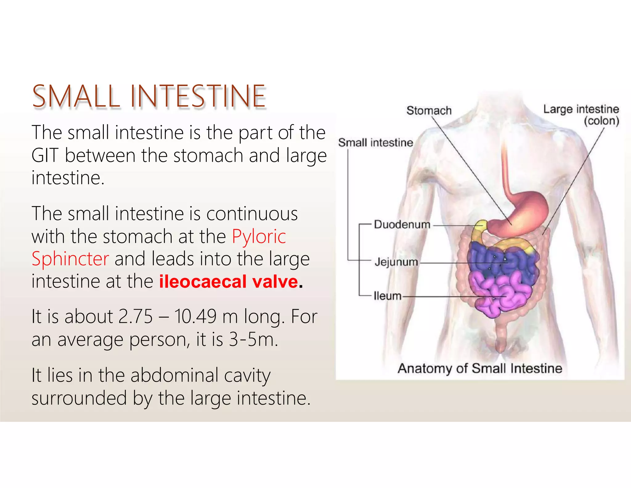SMALL INTESTINE
The small intestine is the part of the
GIT between the stomach and large
intestine.
The small intestine is continuous
with the stomach at the Pyloric
Sphincter and leads into the large
intestine at the ileocaecal valve.
It is about 2.75 – 10.49 m long. For
an average person, it is 3-5m.
It lies in the abdominal cavity
surrounded by the large intestine.
 