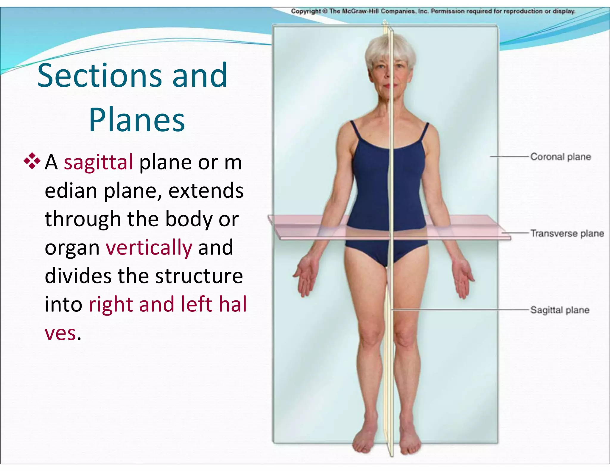 Sections and
Planes
A sagittal plane or m
edian plane, extends
through the body or
organ vertically and
divides the structure
into right and left hal
ves.
 