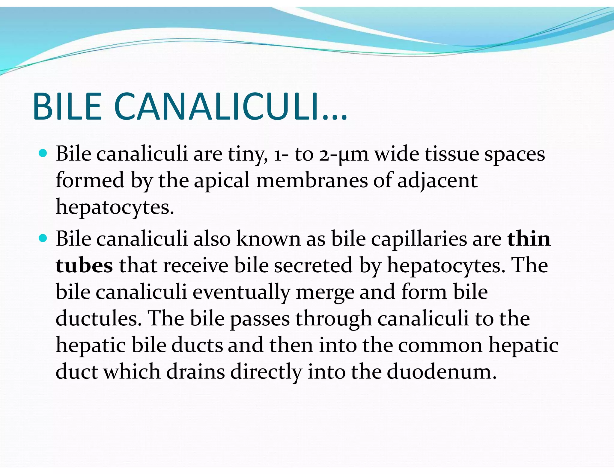 BILE CANALICULI…
 Bile canaliculi are tiny, 1- to 2-μm wide tissue spaces
formed by the apical membranes of adjacent
hepatocytes.
 Bile canaliculi also known as bile capillaries are thin
tubes that receive bile secreted by hepatocytes. The
bile canaliculi eventually merge and form bile
ductules. The bile passes through canaliculi to the
hepatic bile ducts and then into the common hepatic
duct which drains directly into the duodenum.
 