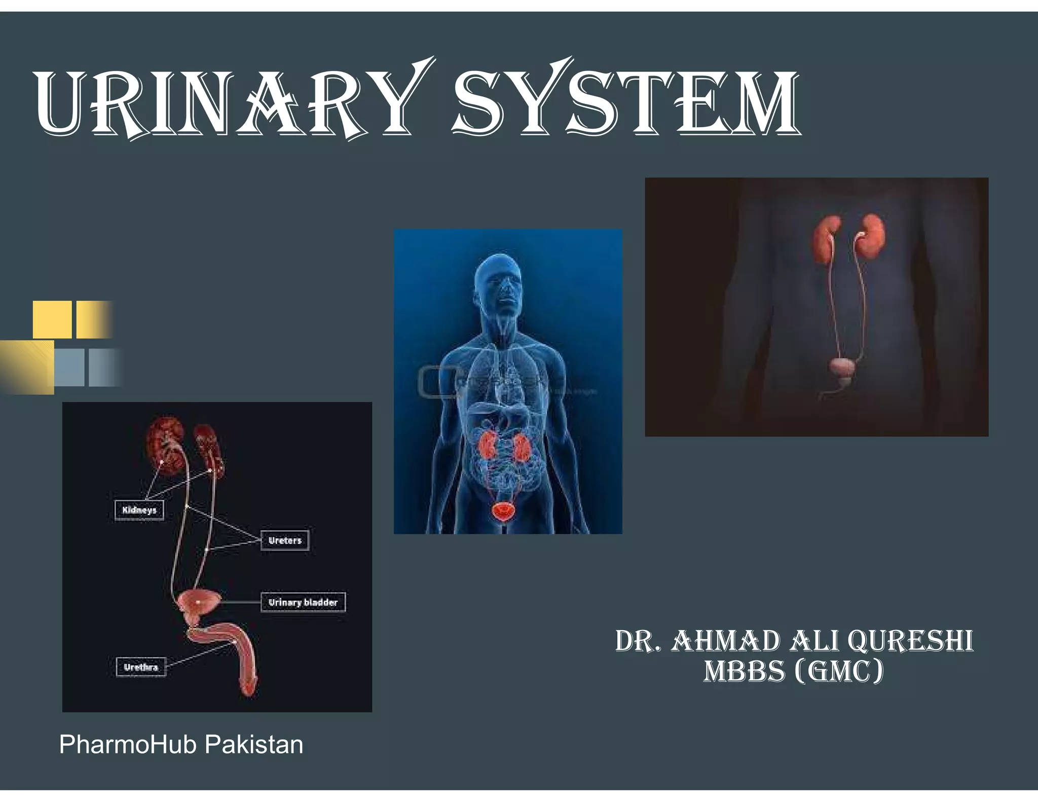 URINARY SYSTEM
DR. AhMAD AlI QUREShI
MBBS (GMC)
PharmoHub Pakistan
 