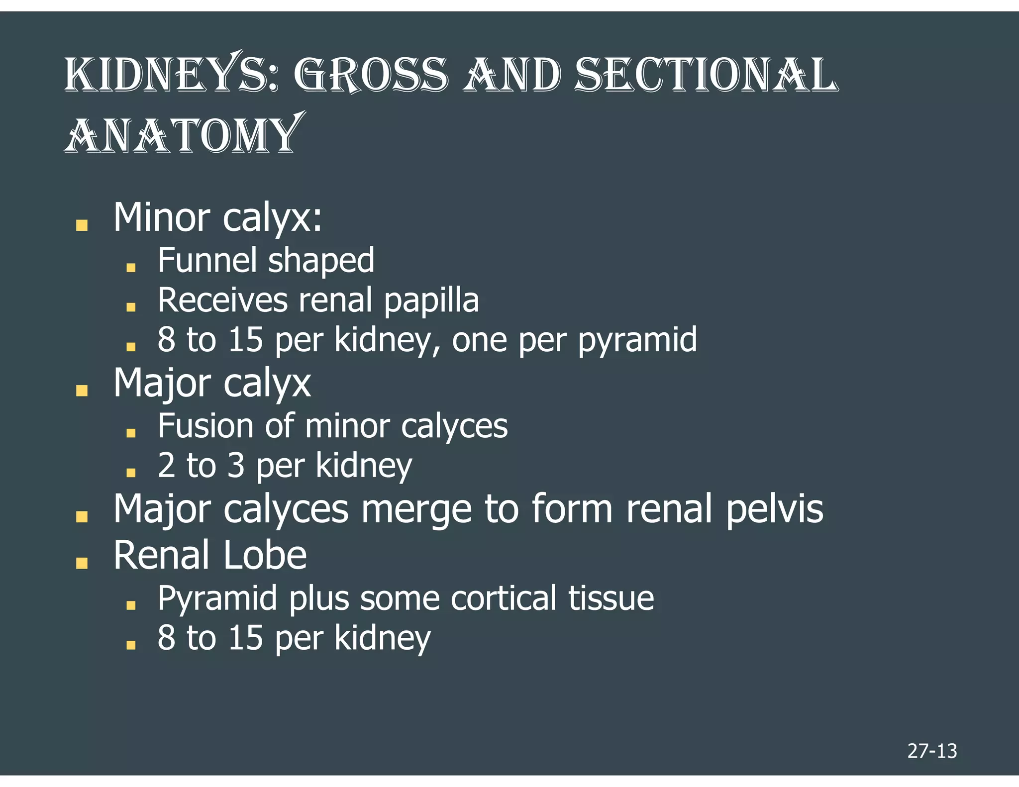 27-13
KIDNEYS: GRoSS AND SECTIoNAl
ANAToMY
■ Minor calyx:
■ Funnel shaped
■ Receives renal papilla
■ 8 to 15 per kidney, one per pyramid
■ Major calyx
■ Fusion of minor calyces
■ 2 to 3 per kidney
■ Major calyces merge to form renal pelvis
■ Renal Lobe
■ Pyramid plus some cortical tissue
■ 8 to 15 per kidney
 