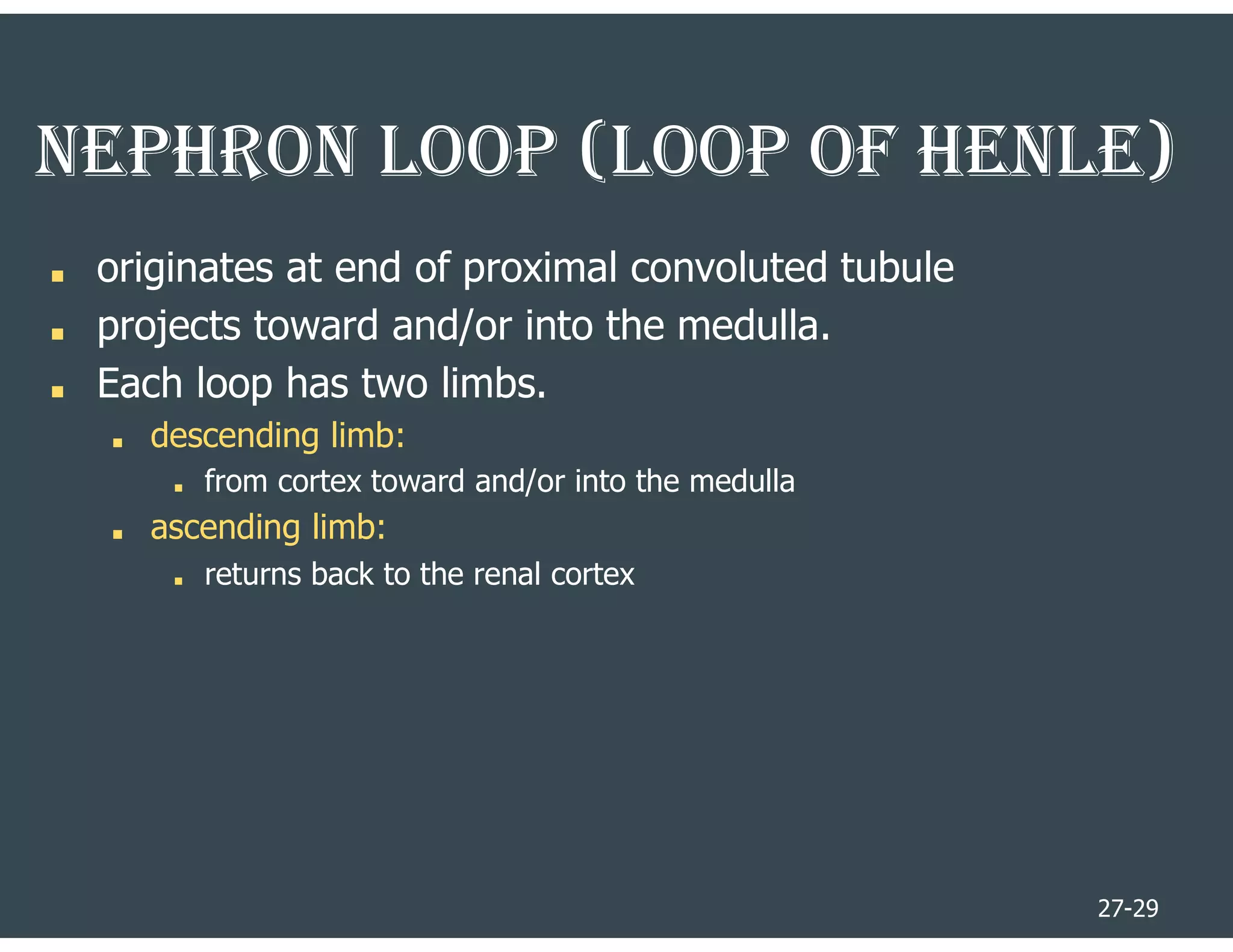 27-29
NEPhRoN looP (looP oF hENlE)
■ originates at end of proximal convoluted tubule
■ projects toward and/or into the medulla.
■ Each loop has two limbs.
■ descending limb:
■ from cortex toward and/or into the medulla
■ ascending limb:
■ returns back to the renal cortex
 