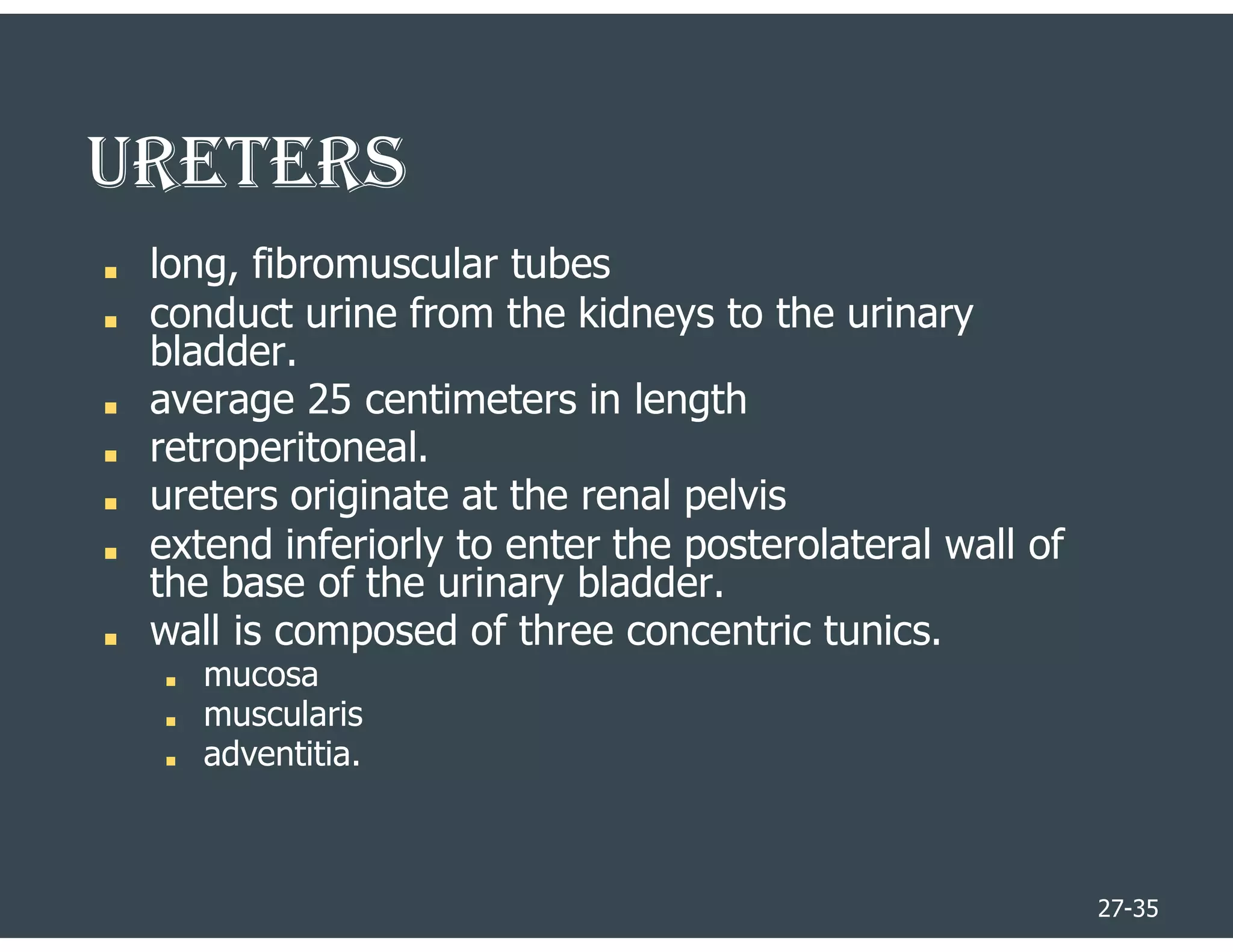 27-35
URETERS
■ long, fibromuscular tubes
■ conduct urine from the kidneys to the urinary
bladder.
■ average 25 centimeters in length
■ retroperitoneal.
■ ureters originate at the renal pelvis
■ extend inferiorly to enter the posterolateral wall of
the base of the urinary bladder.
■ wall is composed of three concentric tunics.
■ mucosa
■ muscularis
■ adventitia.
 