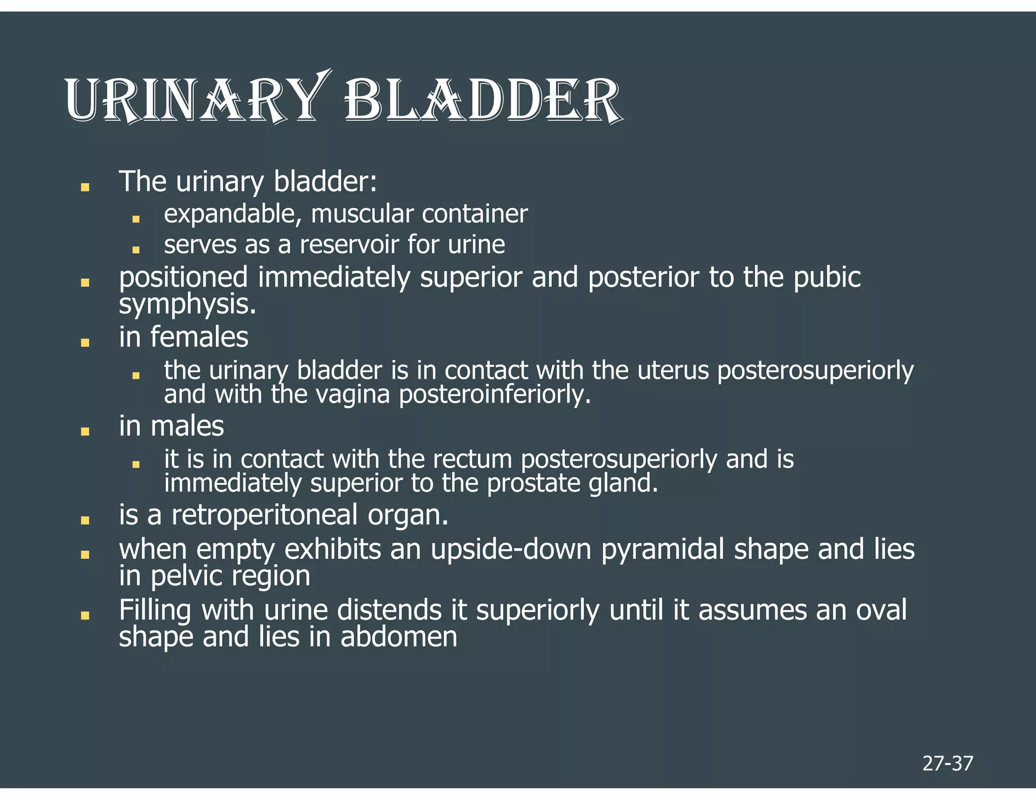 27-37
URINARY BlADDER
■ The urinary bladder:
■ expandable, muscular container
■ serves as a reservoir for urine
■ positioned immediately superior and posterior to the pubic
symphysis.
■ in females
■ the urinary bladder is in contact with the uterus posterosuperiorly
and with the vagina posteroinferiorly.
■ in males
■ it is in contact with the rectum posterosuperiorly and is
immediately superior to the prostate gland.
■ is a retroperitoneal organ.
■ when empty exhibits an upside-down pyramidal shape and lies
in pelvic region
■ Filling with urine distends it superiorly until it assumes an oval
shape and lies in abdomen
 