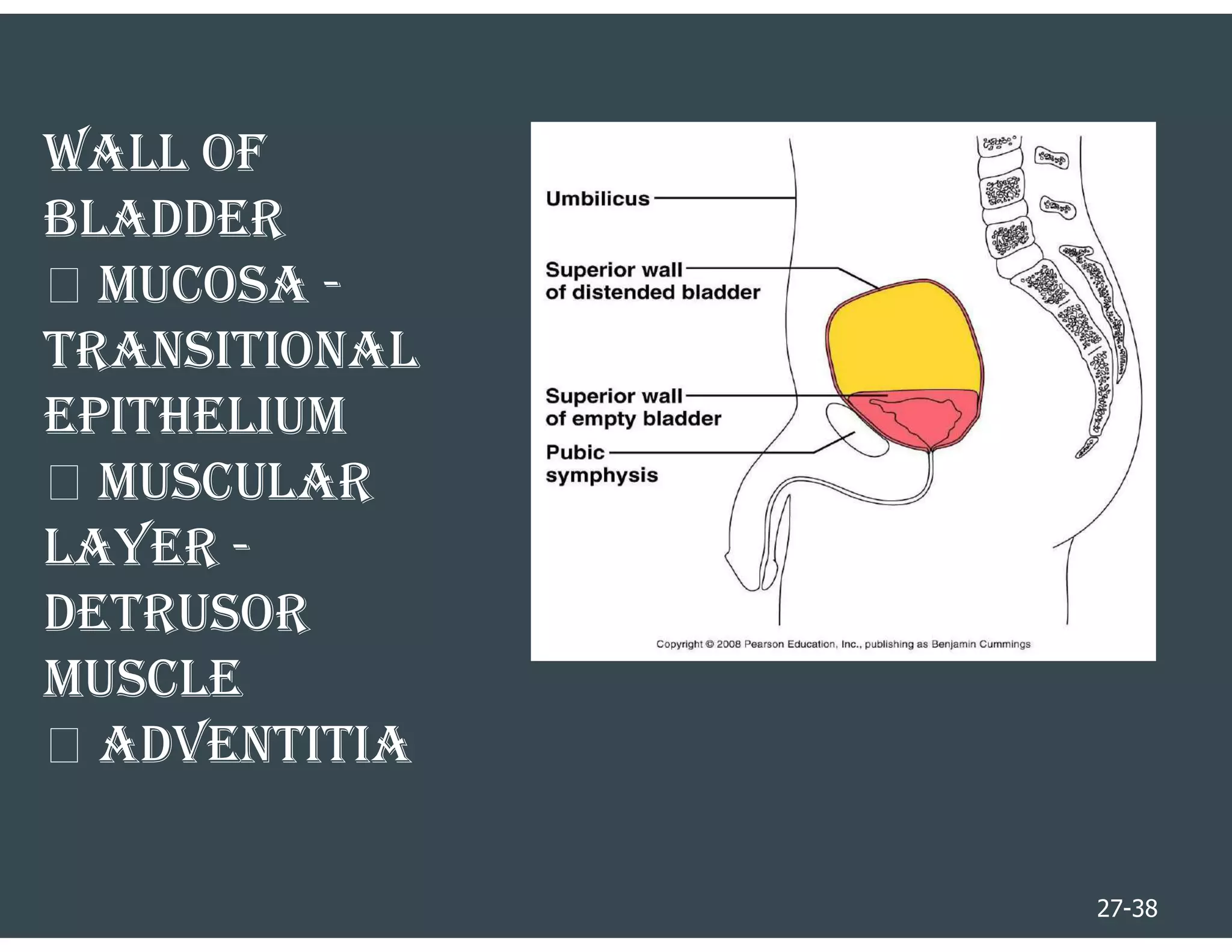 27-38
WAll oF
BlADDER
 MUCoSA -
TRANSITIoNAl
EPIThElIUM
 MUSCUlAR
lAYER -
DETRUSoR
MUSClE
 ADvENTITIA
 