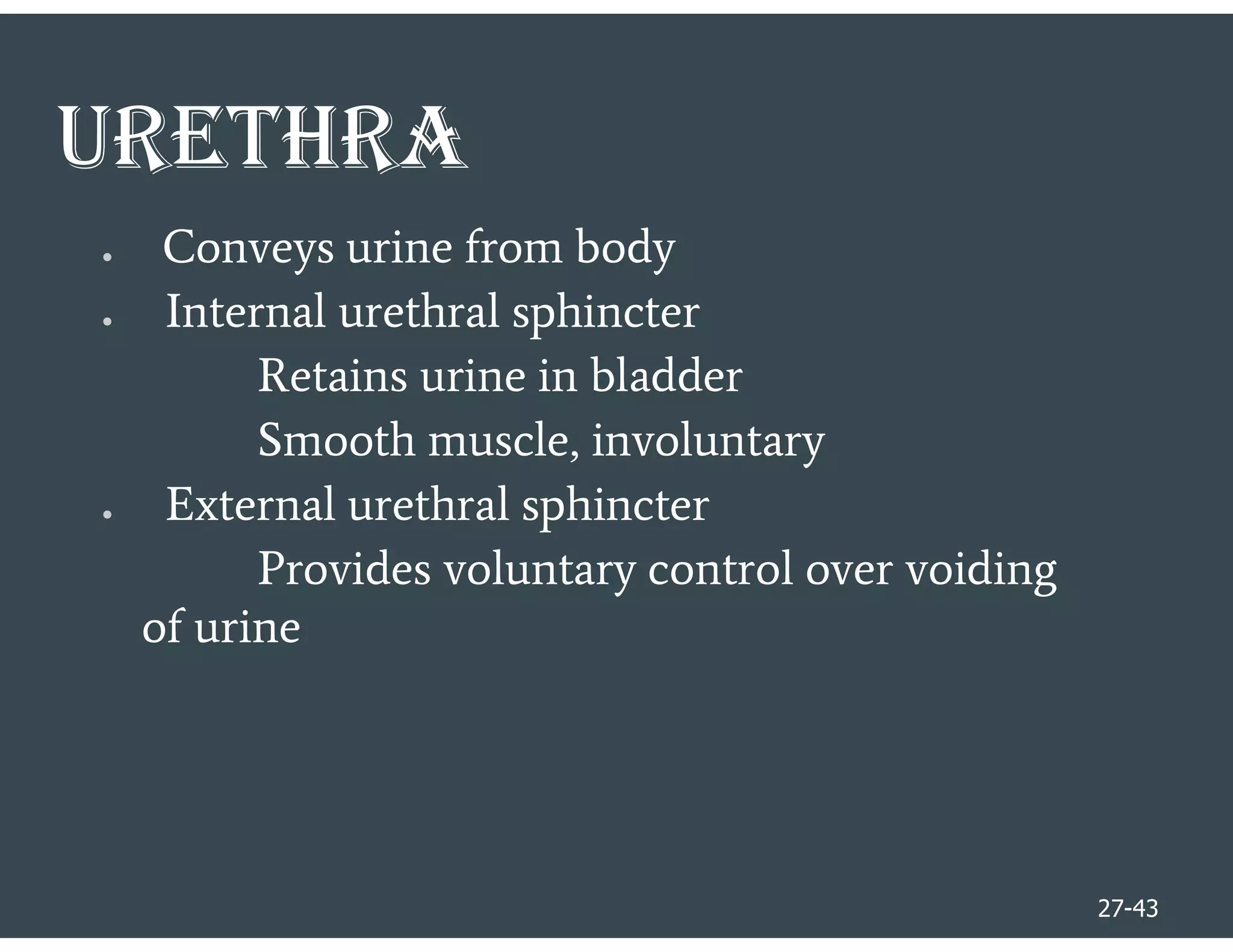 27-43
UREThRA
●  Conveys urine from body
●  Internal urethral sphincter
Retains urine in bladder
Smooth muscle, involuntary
●  External urethral sphincter
Provides voluntary control over voiding
of urine
 