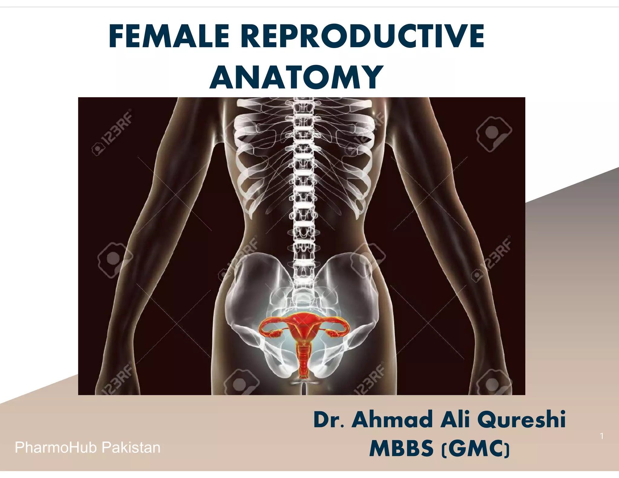 Dr. Ahmad Ali Qureshi
MBBS (GMC)
1
FEMALE REPRODUCTIVE
ANATOMY
PharmoHub Pakistan
 
