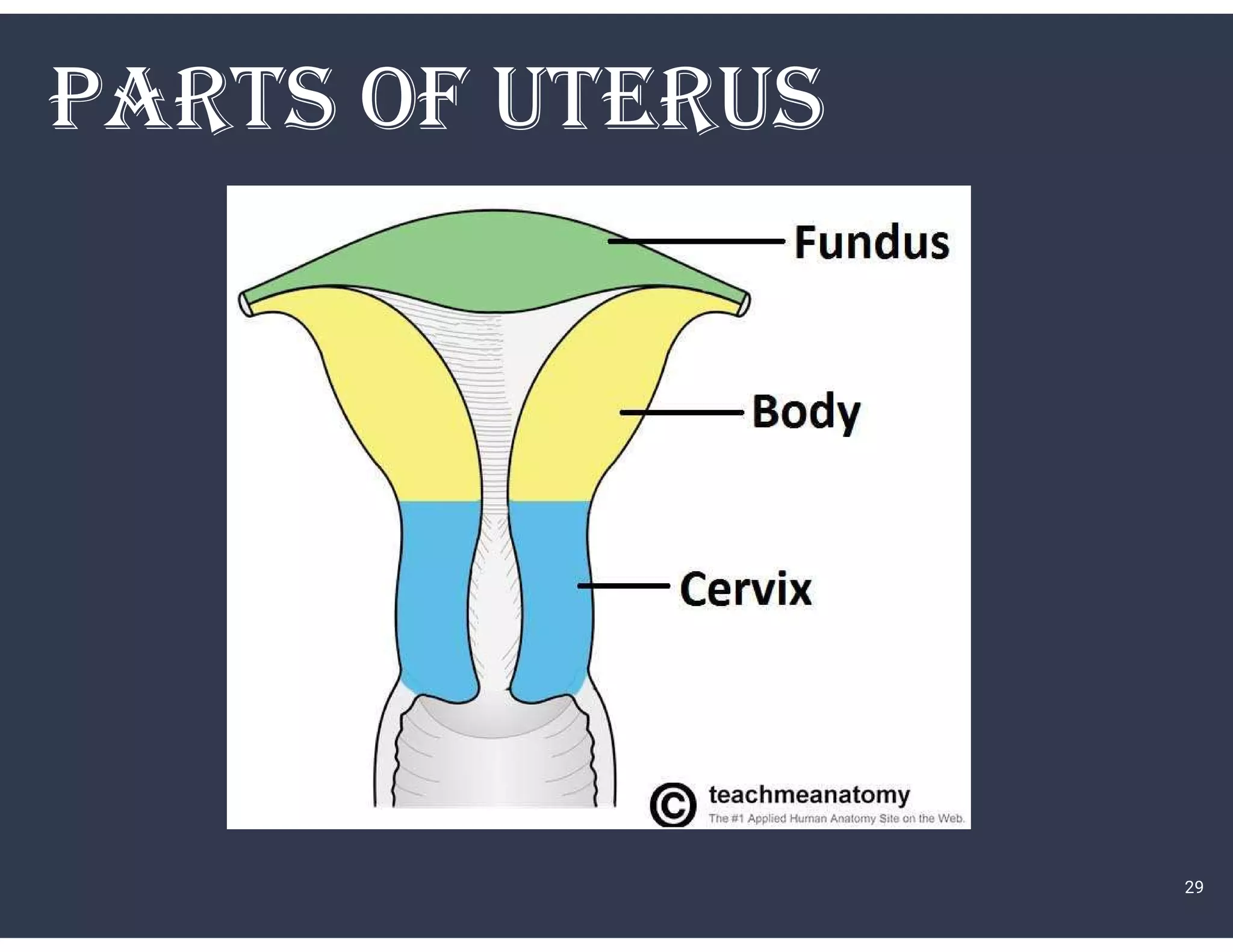 PARTS Of uTERuS
29
 