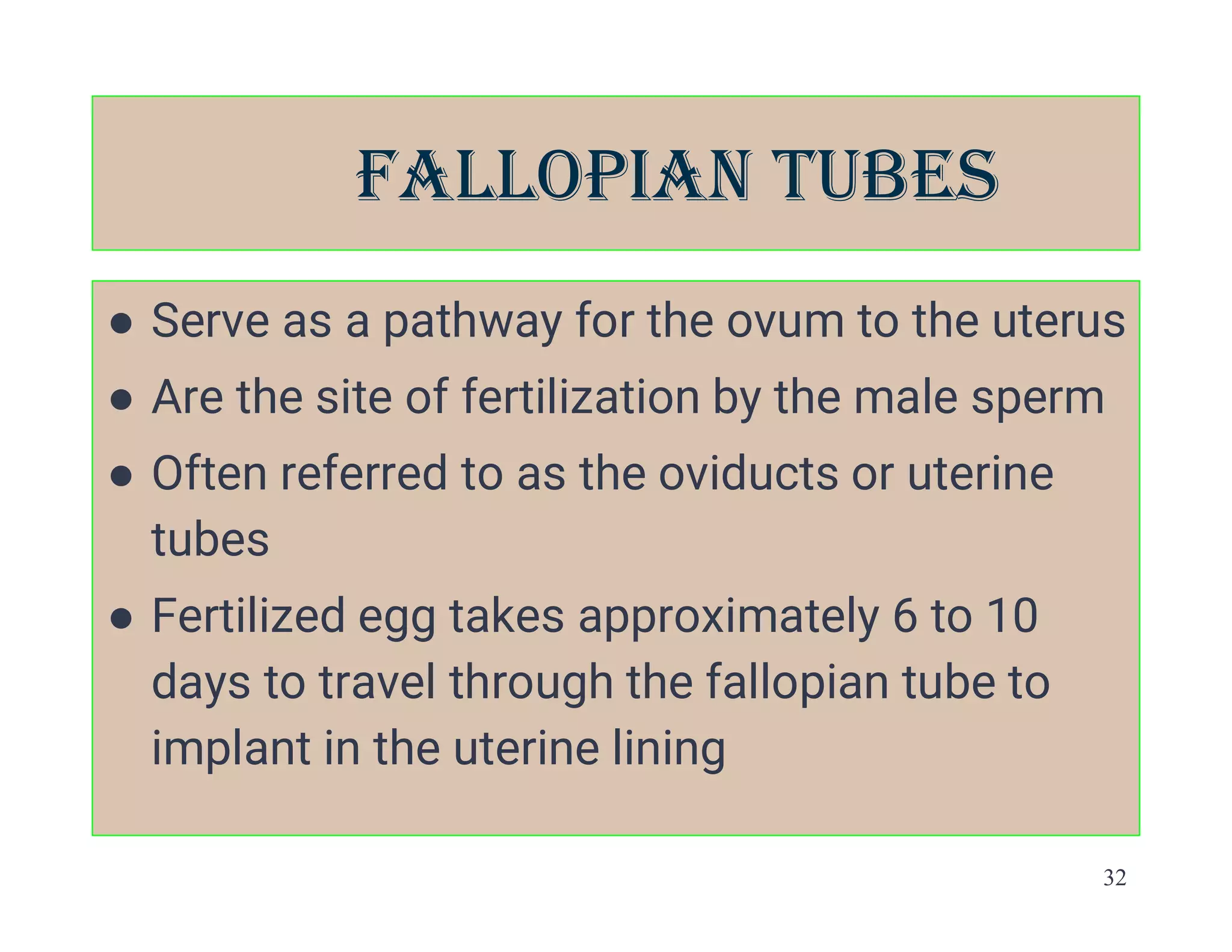 32
fALLOPIAN TuBES
● Serve as a pathway for the ovum to the uterus
● Are the site of fertilization by the male sperm
● Often referred to as the oviducts or uterine
tubes
● Fertilized egg takes approximately 6 to 10
days to travel through the fallopian tube to
implant in the uterine lining
 