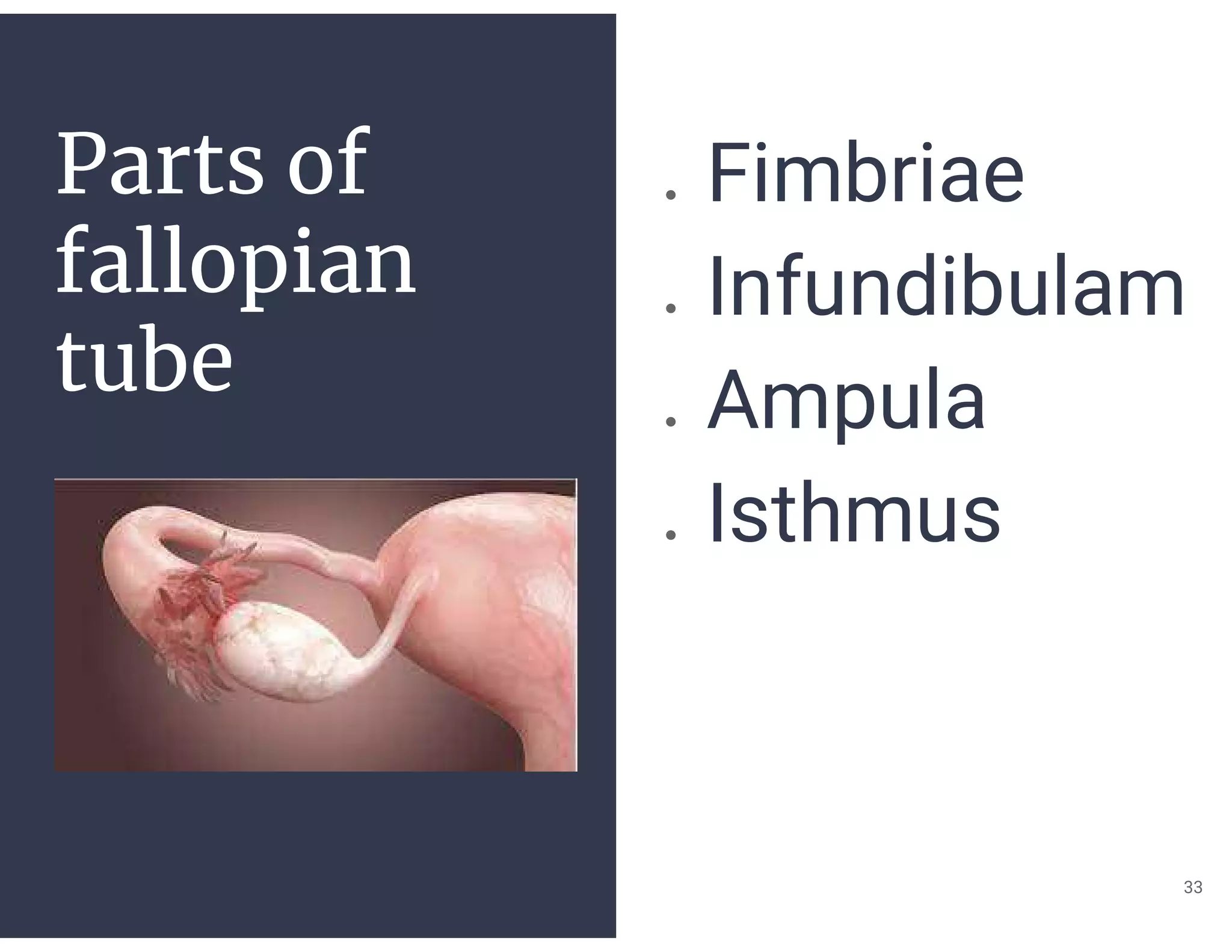 Parts of
fallopian
tube
● Fimbriae
● Infundibulam
● Ampula
● Isthmus
33
 