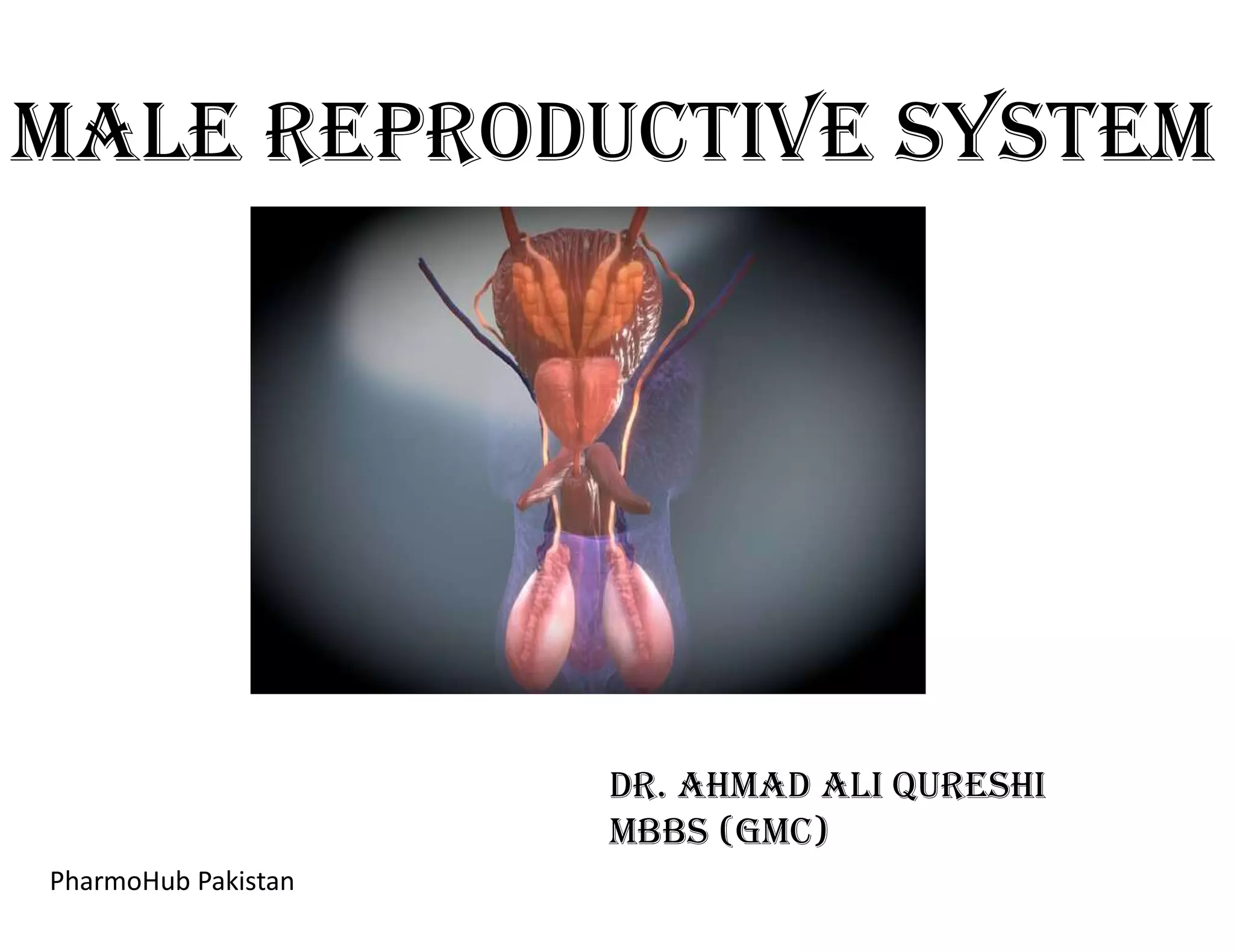 Male RepRoductive SySteM
dR. ahMad ali QuReShi
MBBS (GMc)
PharmoHub Pakistan
 