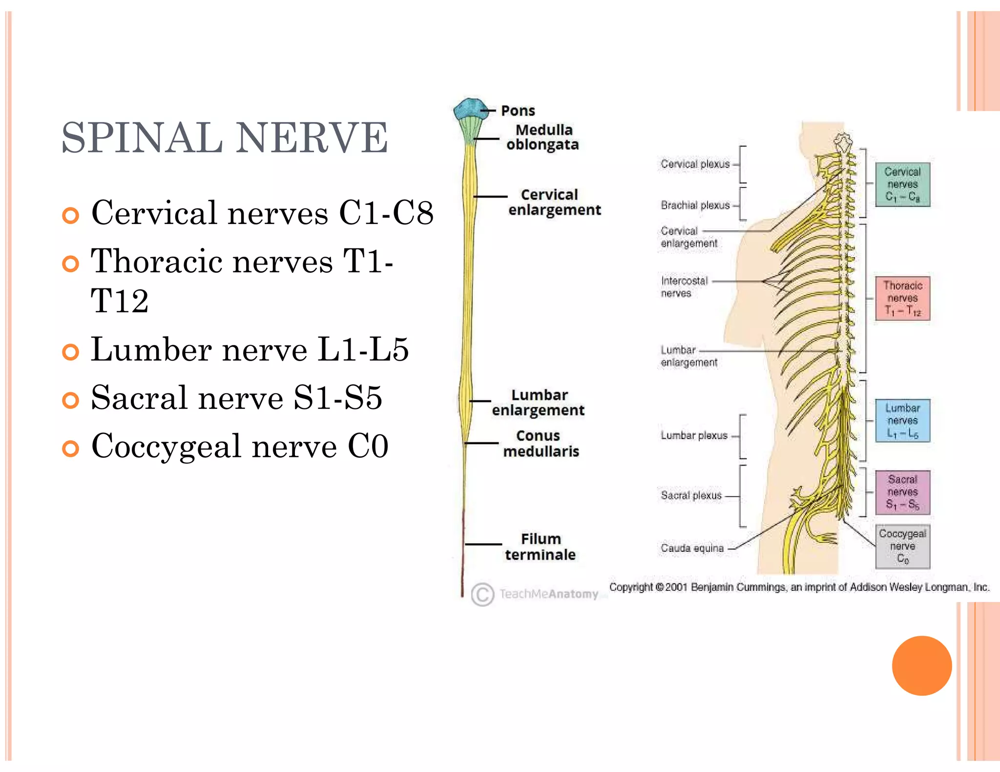 SPINAL NERVE
 Cervical nerves C1-C8
 Thoracic nerves T1-
T12
 Lumber nerve L1-L5
 Sacral nerve S1-S5
 Coccygeal nerve C0
 