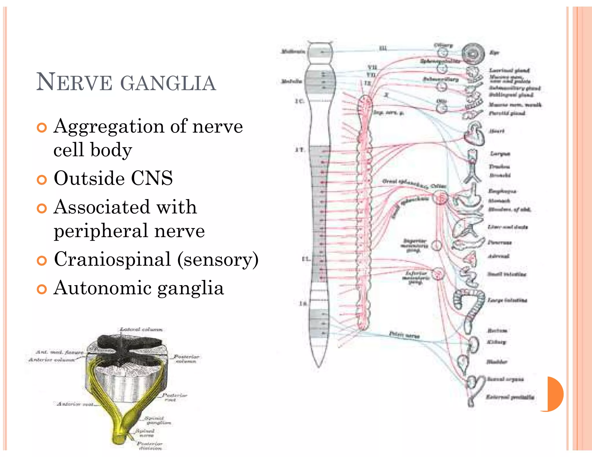 NERVE GANGLIA
 Aggregation of nerve
cell body
 Outside CNS
 Associated with
peripheral nerve
 Craniospinal (sensory)
 Autonomic ganglia
 
