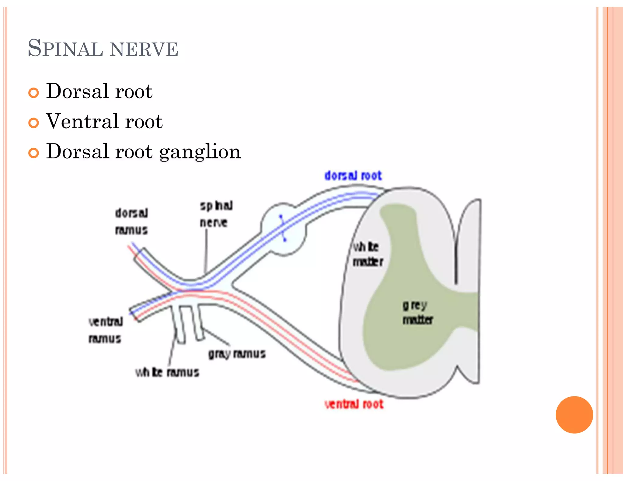 SPINAL NERVE
 Dorsal root
 Ventral root
 Dorsal root ganglion
 