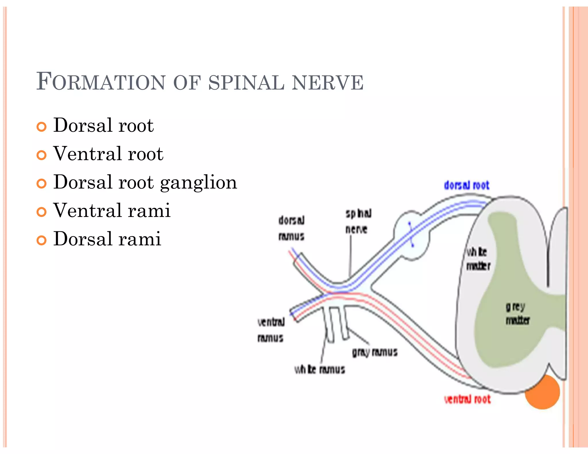 FORMATION OF SPINAL NERVE
 Dorsal root
 Ventral root
 Dorsal root ganglion
 Ventral rami
 Dorsal rami
 