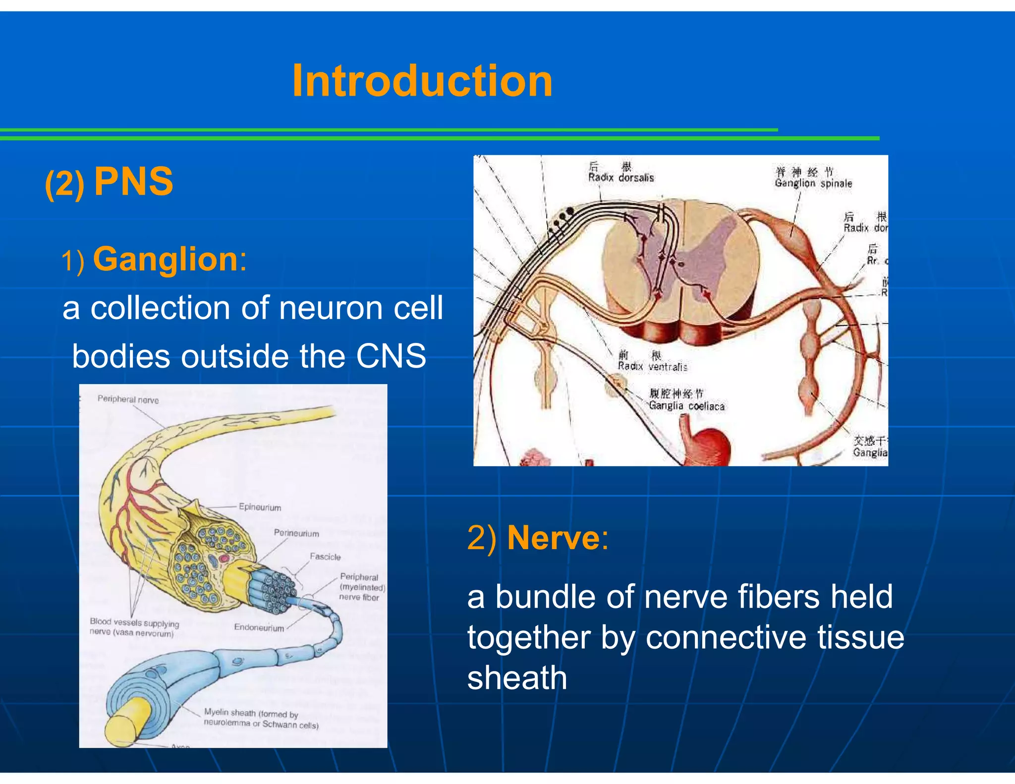 Introduction
(2) PNS
1) Ganglion:
a collection of neuron cell
bodies outside the CNS
2) Nerve:
a bundle of nerve fibers held
together by connective tissue
sheath
 