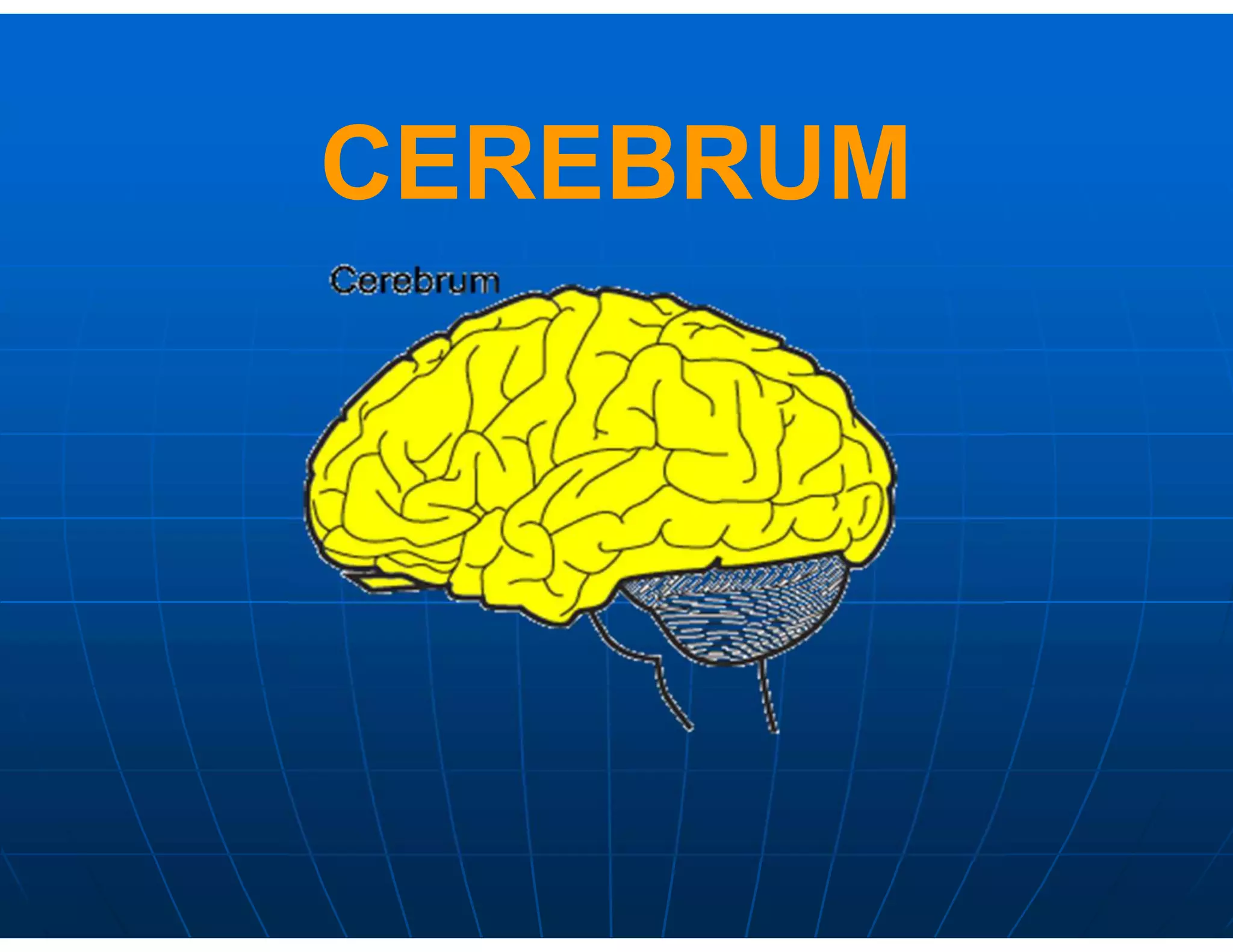 CEREBRUM
 
