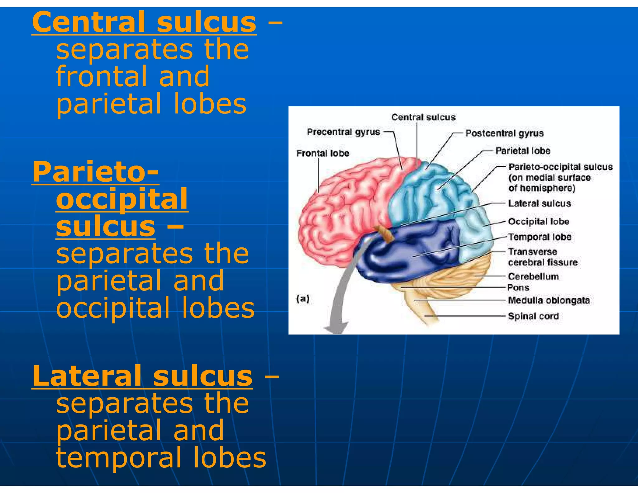 Central sulcus –
separates the
frontal and
parietal lobes
Parieto-
occipital
sulcus –
separates the
parietal and
occipital lobes
Lateral sulcus –
separates the
parietal and
temporal lobes
 