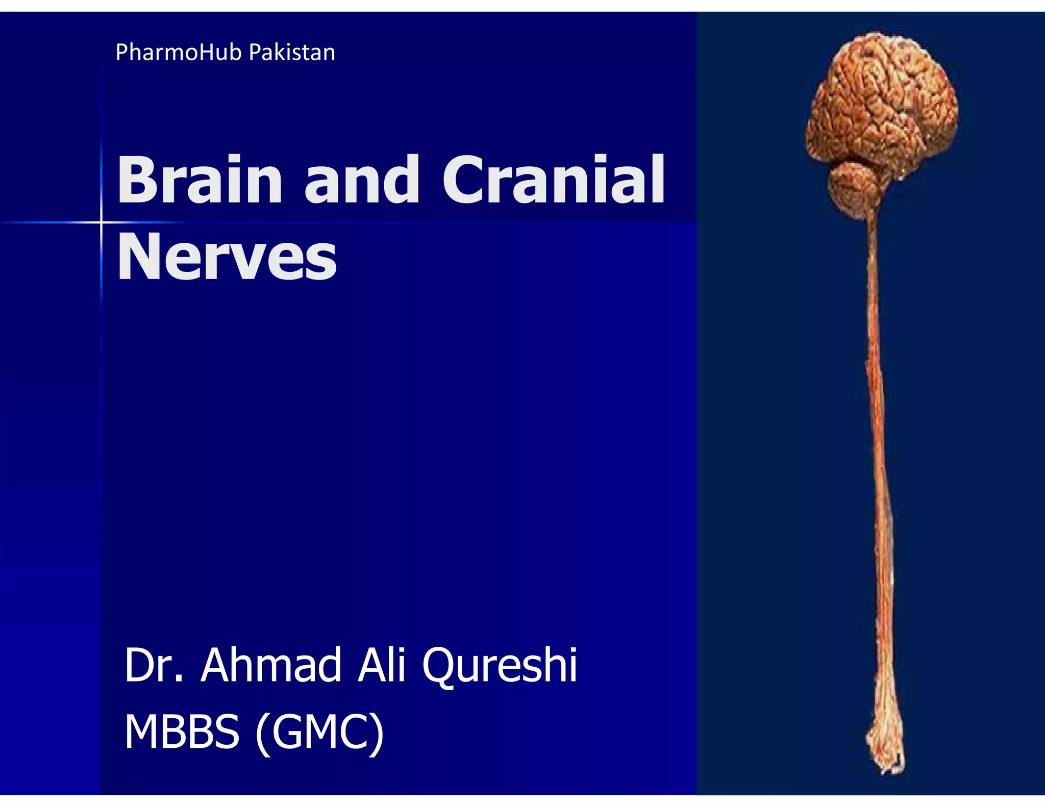 Brain and Cranial
Nerves
Dr. Ahmad Ali Qureshi
MBBS (GMC)
PharmoHub Pakistan
 