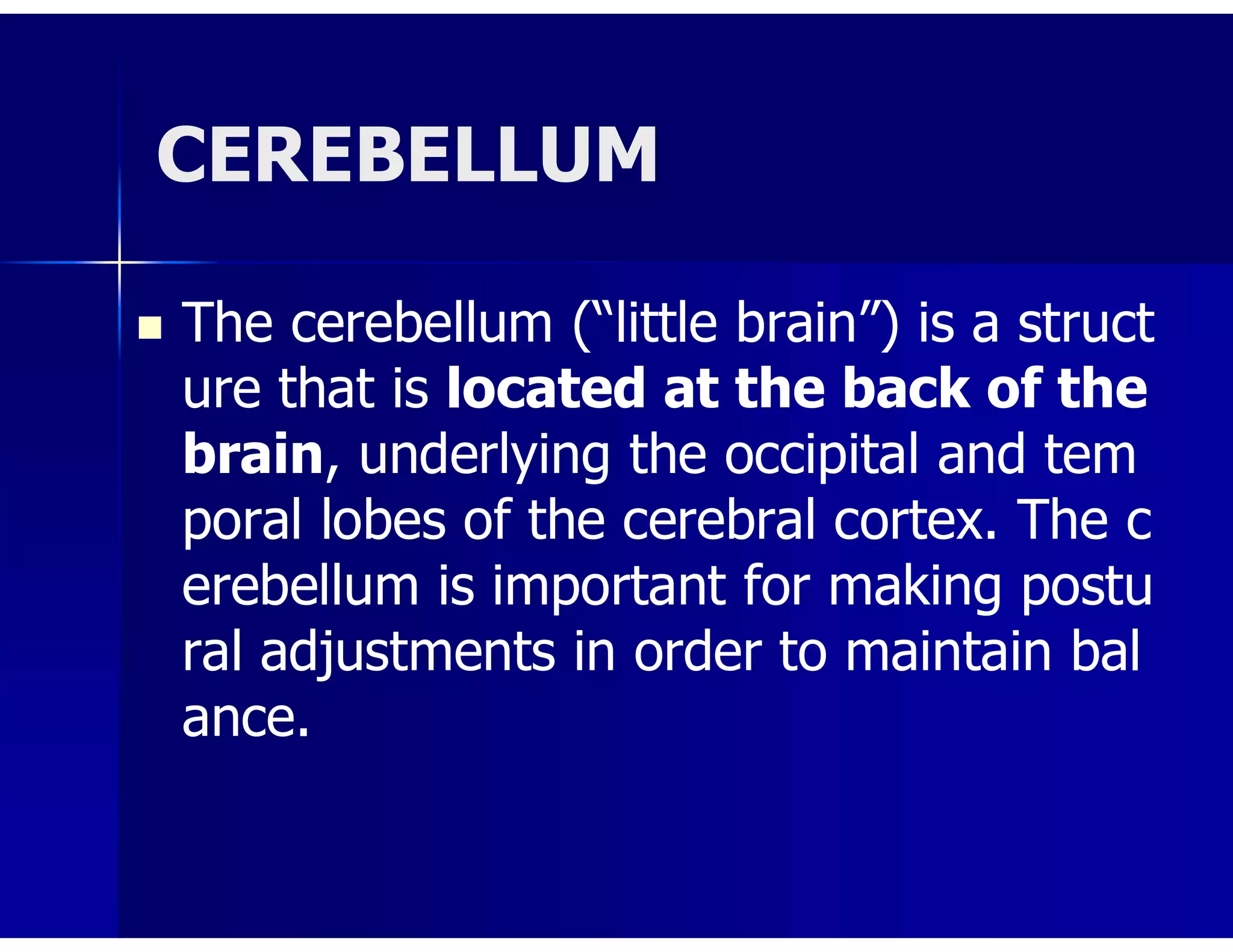 CEREBELLUM
 The cerebellum (“little brain”) is a struct
ure that is located at the back of the
brain, underlying the occipital and tem
poral lobes of the cerebral cortex. The c
erebellum is important for making postu
ral adjustments in order to maintain bal
ance.
 