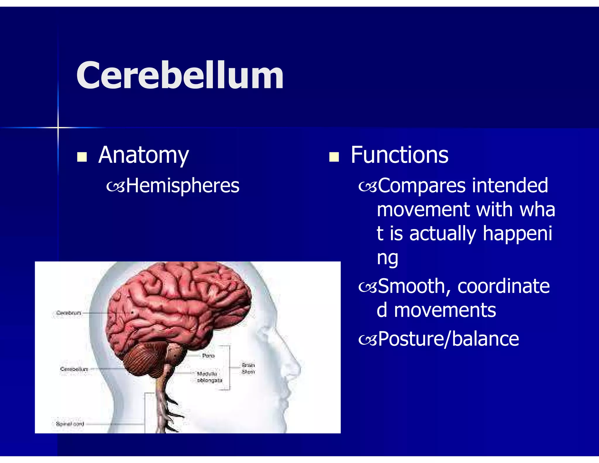 Cerebellum
 Anatomy
Hemispheres
 Functions
Compares intended
movement with wha
t is actually happeni
ng
Smooth, coordinate
d movements
Posture/balance
 