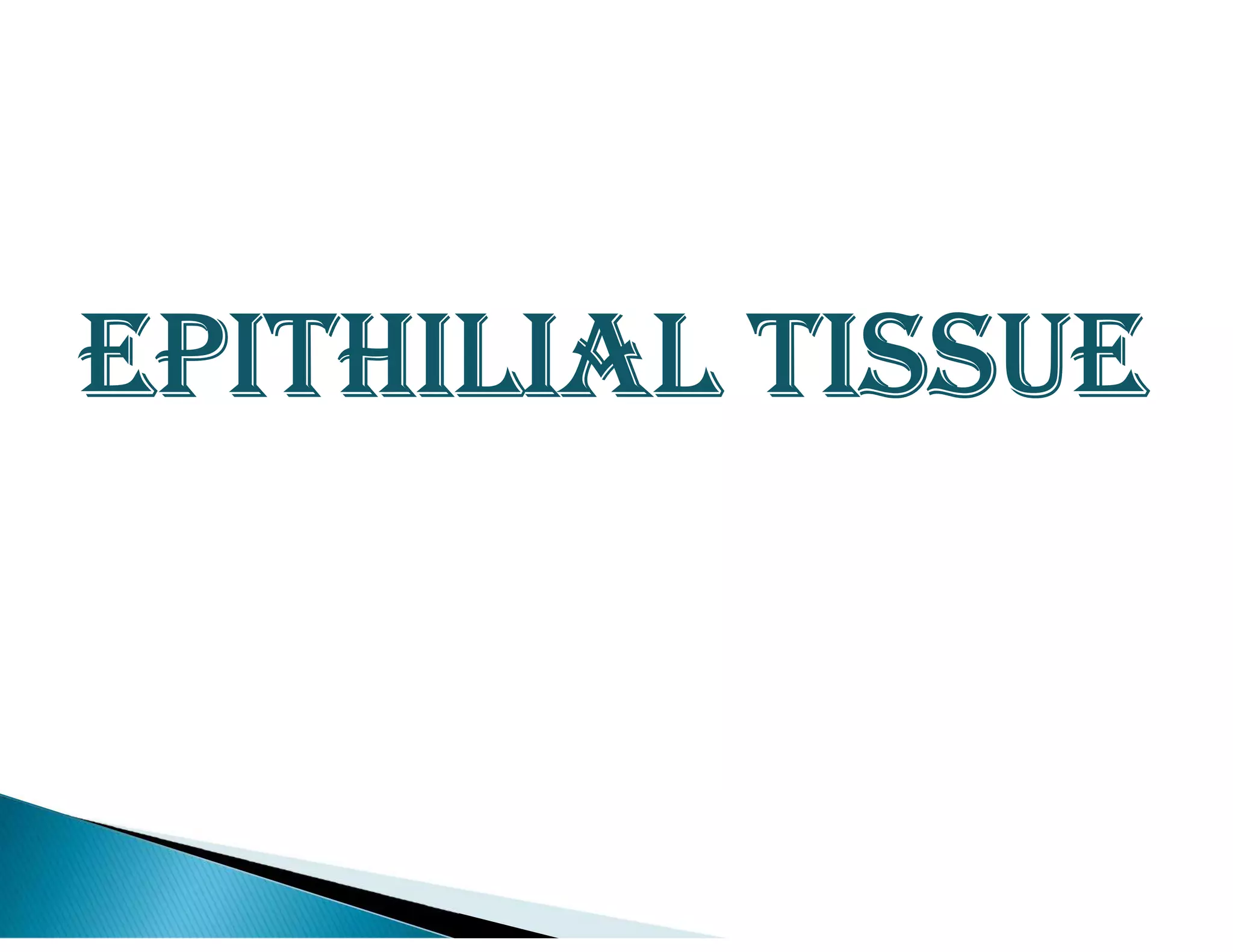 EPITHILIAL TISSUE
 
